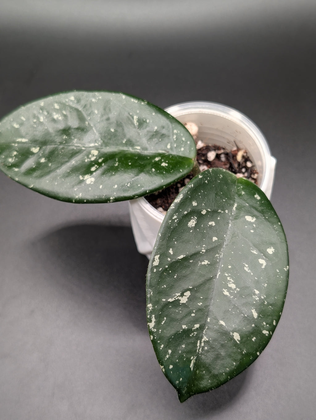 Hoya Carnosa 'Freckles'