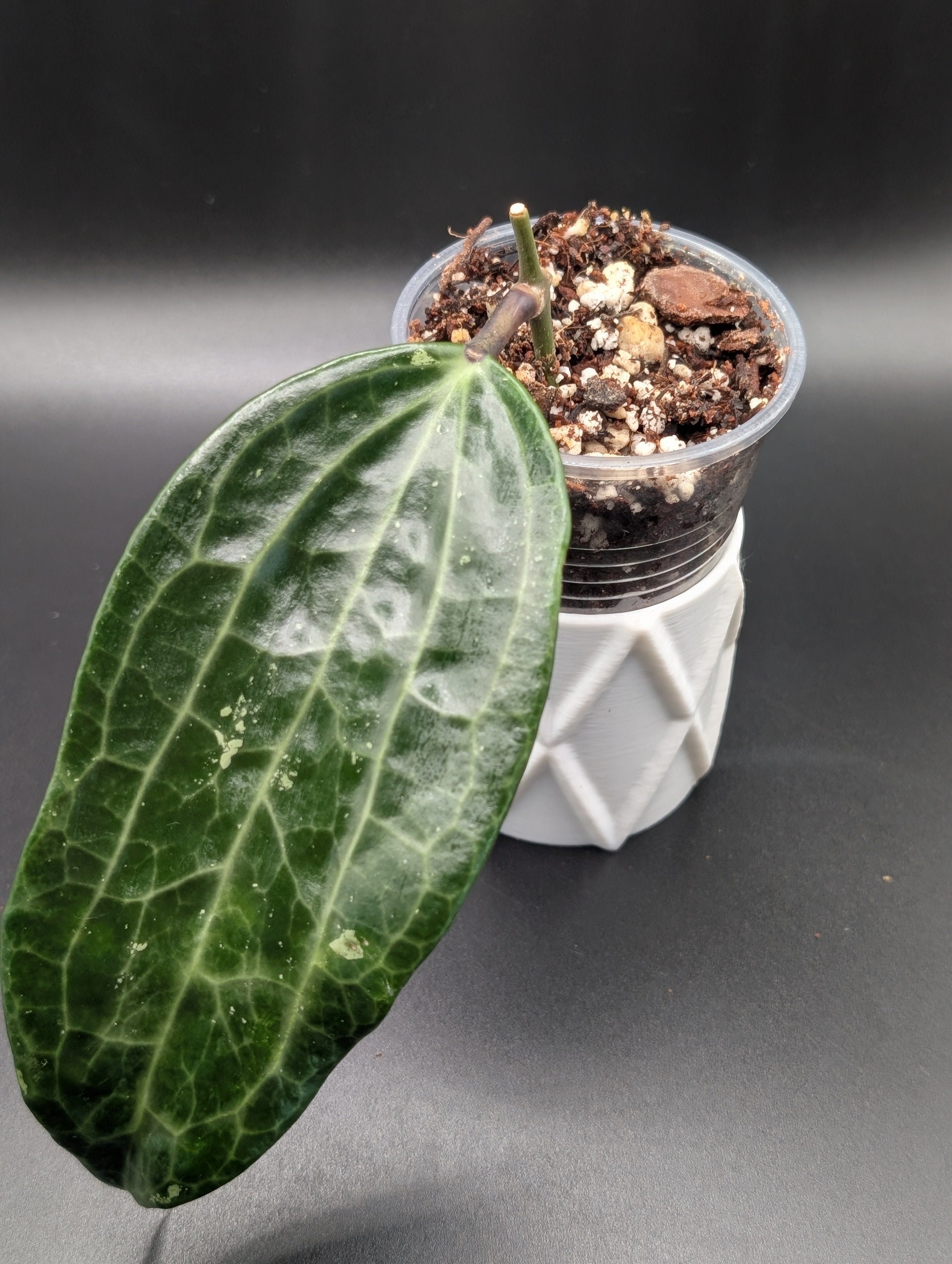 Hoya Latifolia Indo Splash