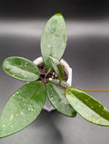 Hoya SMS Crystal