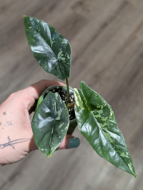Alocasia Simpo Albo