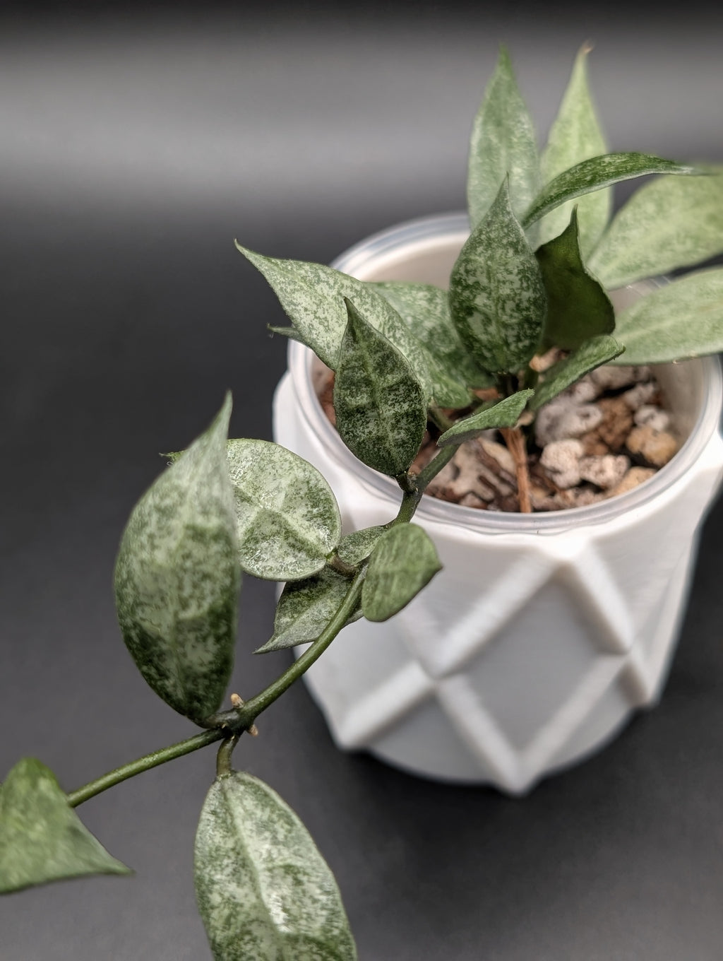 Hoya Lacunosa White Pearl