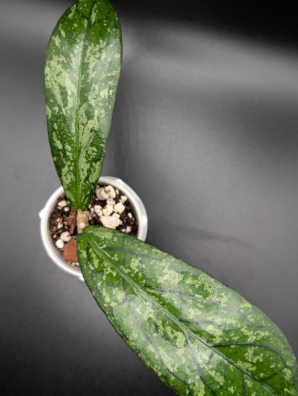 Hoya Tanggamus Splash
