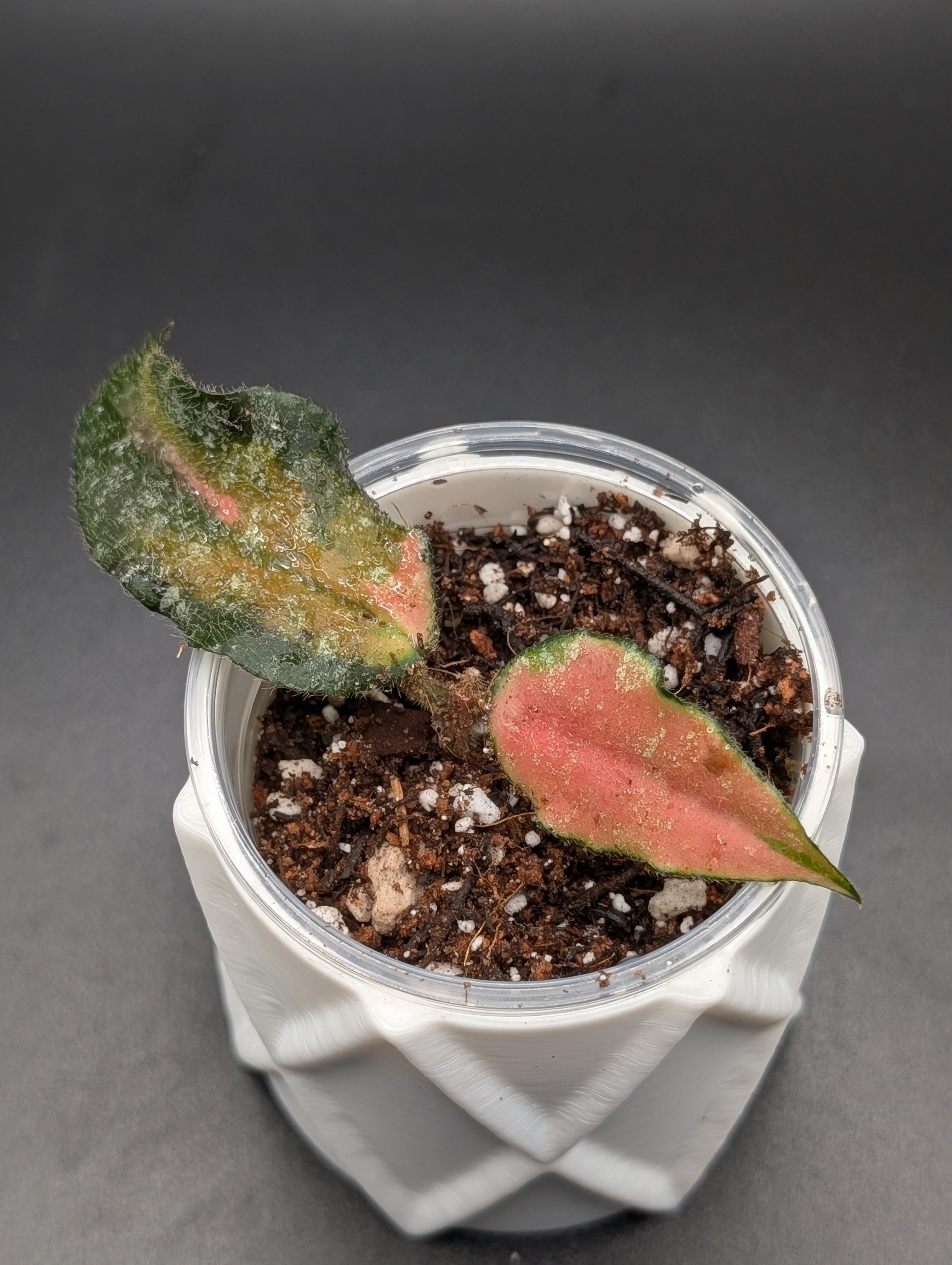 Hoya Caudata Variegated