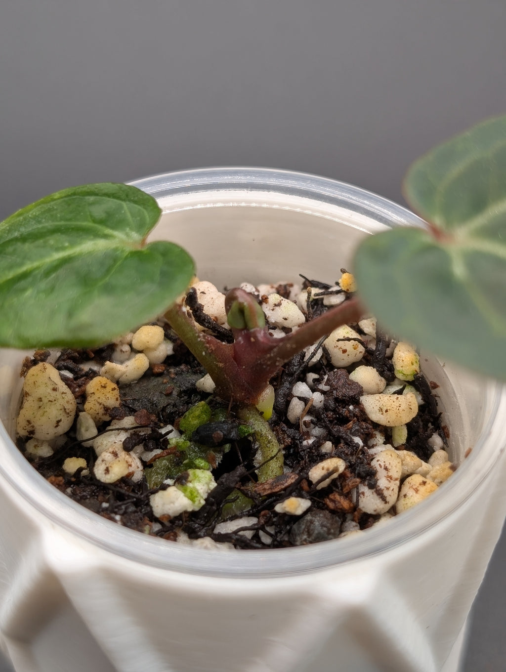 Anthurium Mag x Doc Block F2