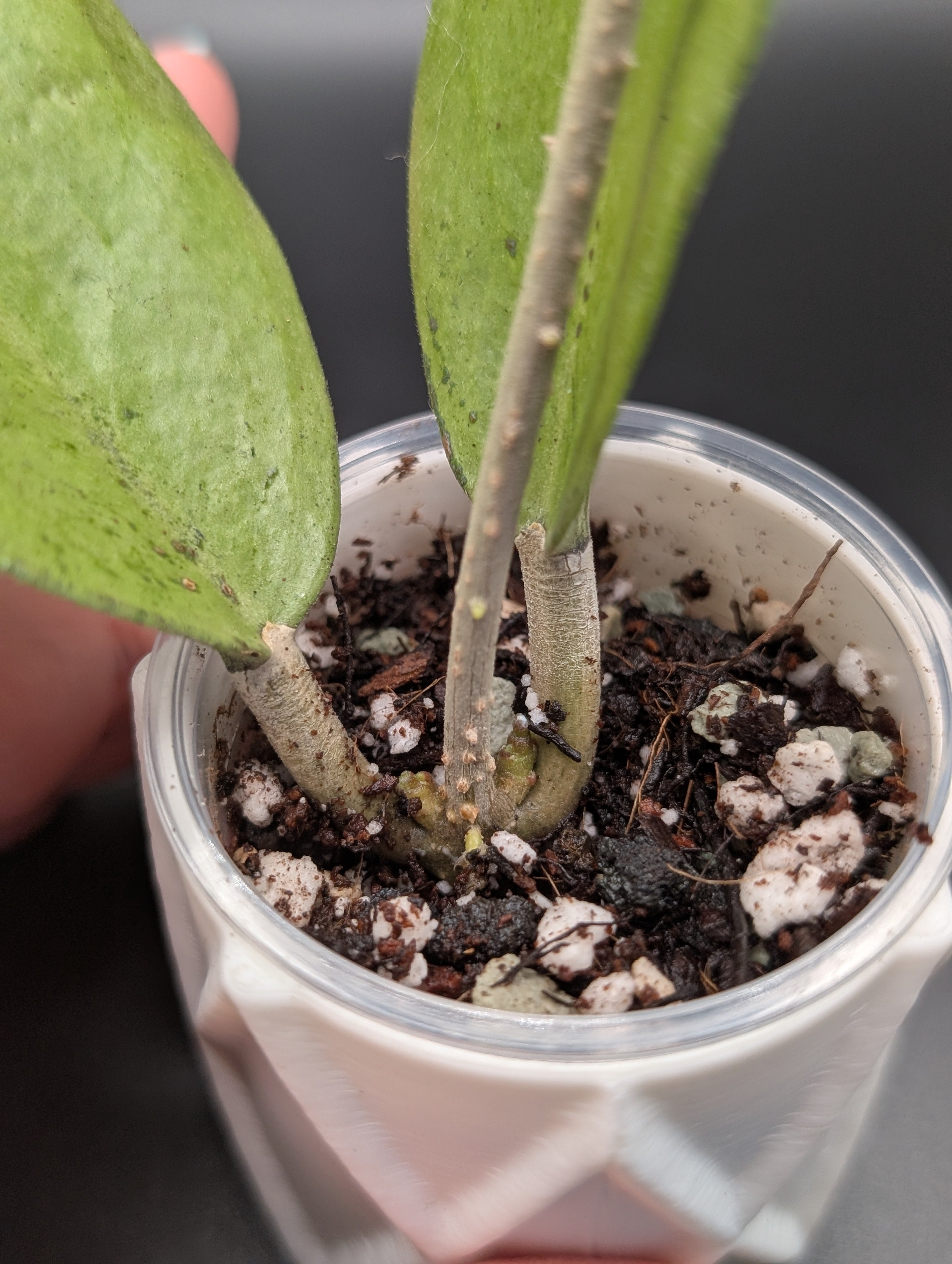 Hoya Menak Sopal Silver