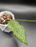 Hoya Incrassata Silver