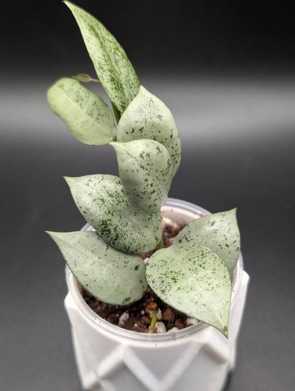 Hoya Lacunosa 'Lionel' (Clone 1)
