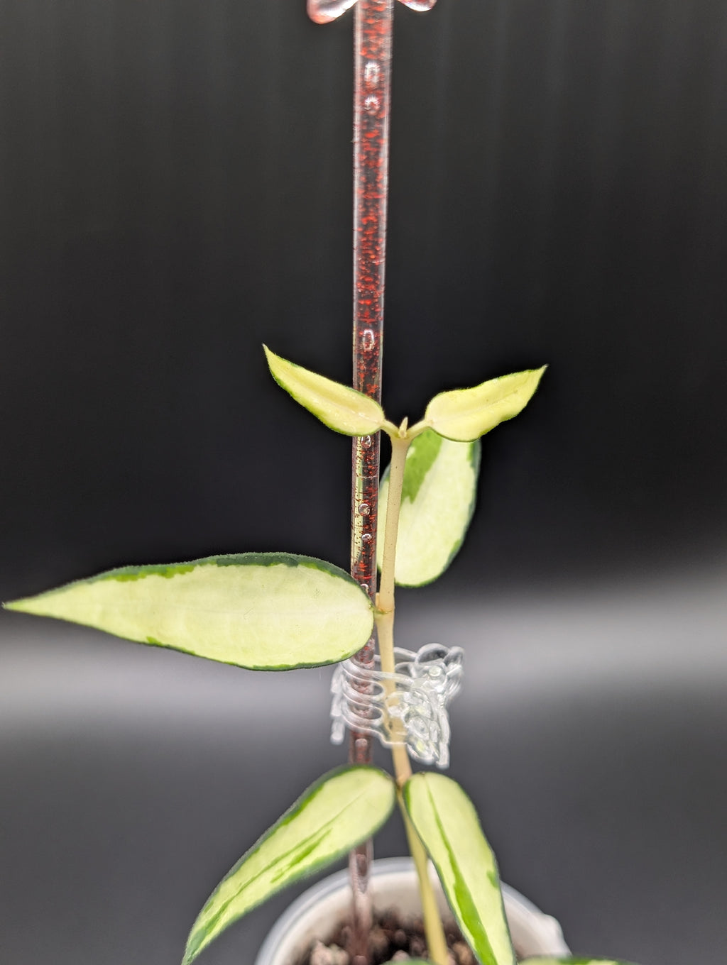Hoya Burmanica Variegated