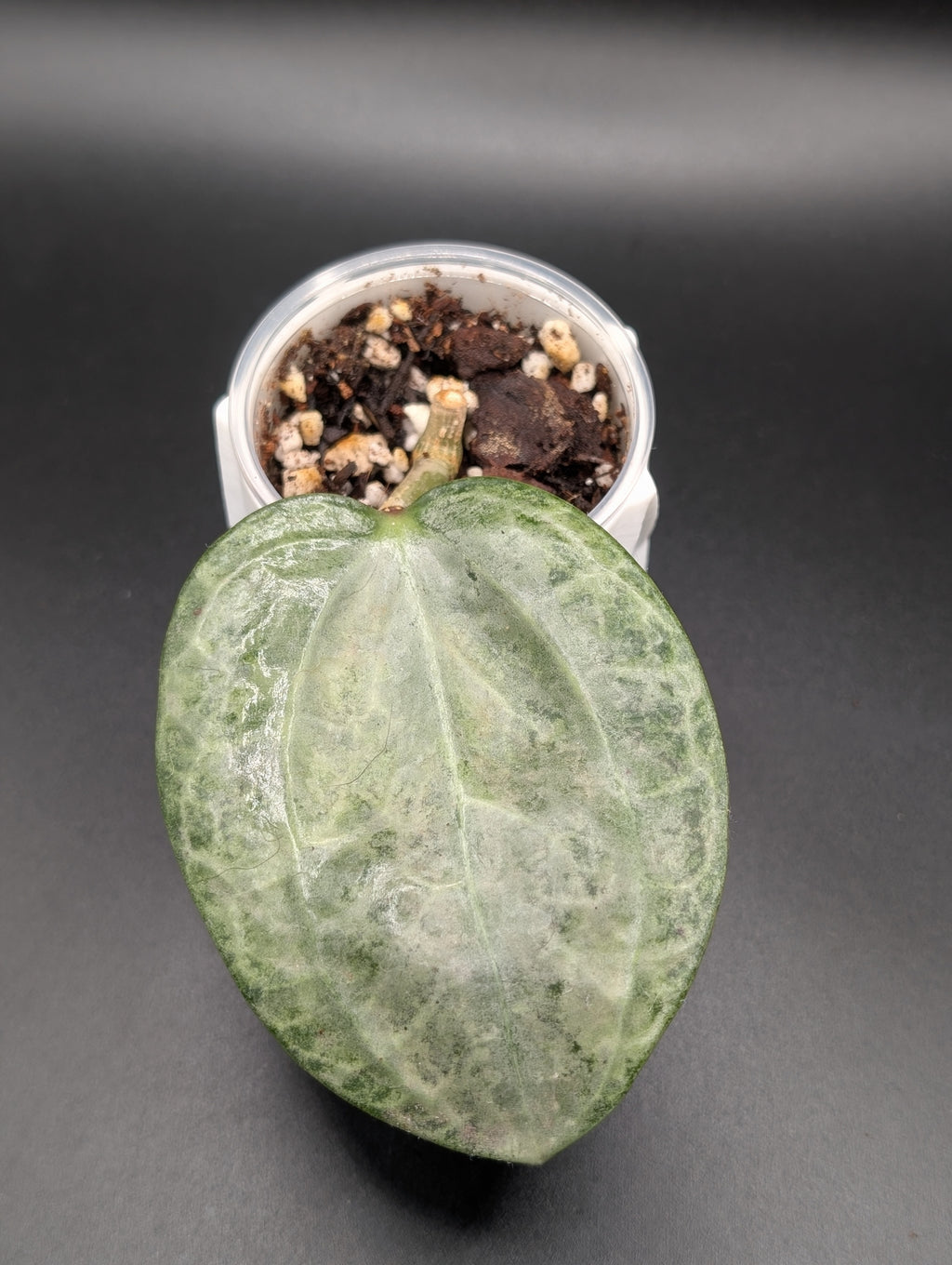 Hoya Latifolia Silver