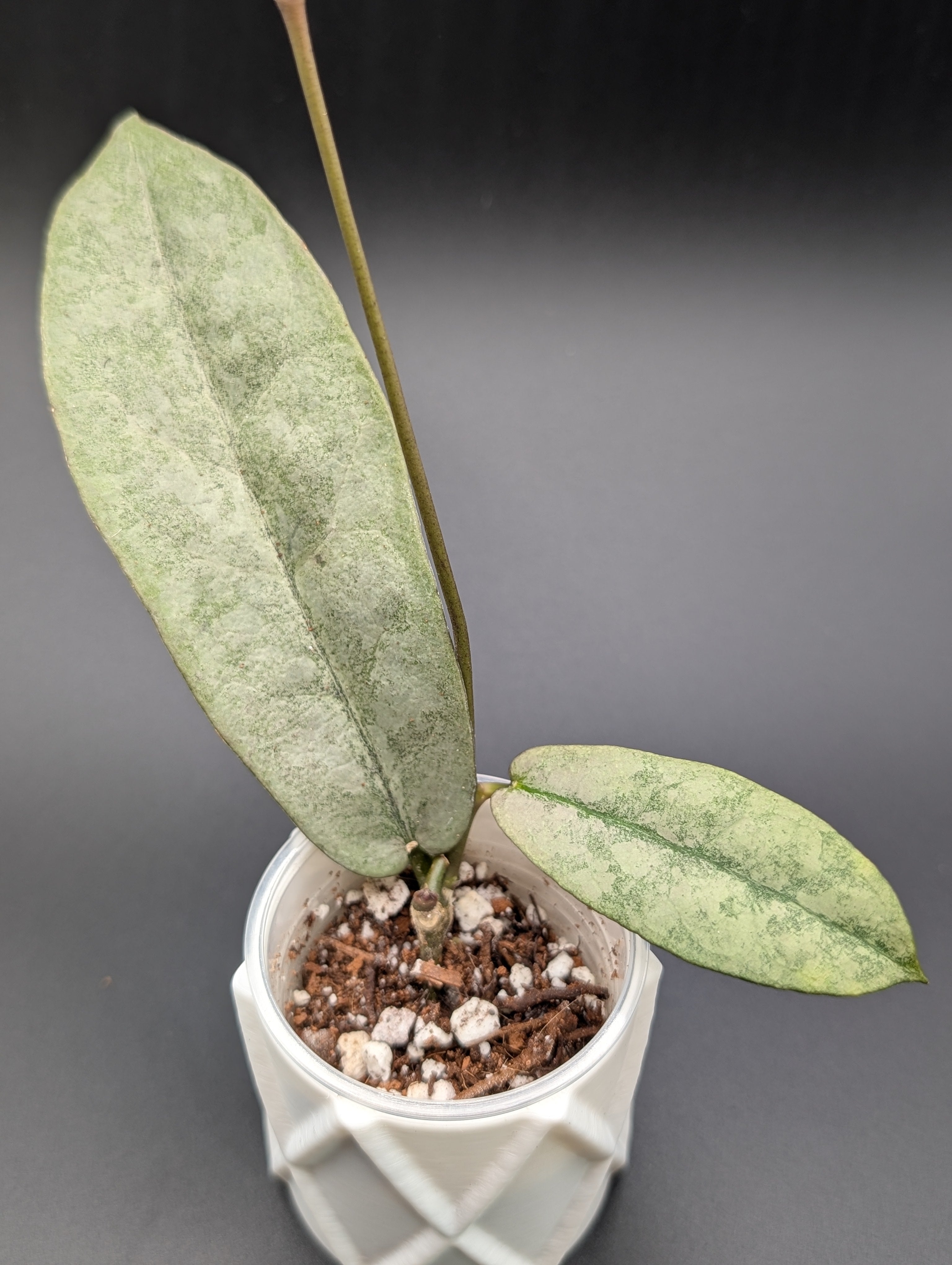 Hoya Mitrata Silver Borneo