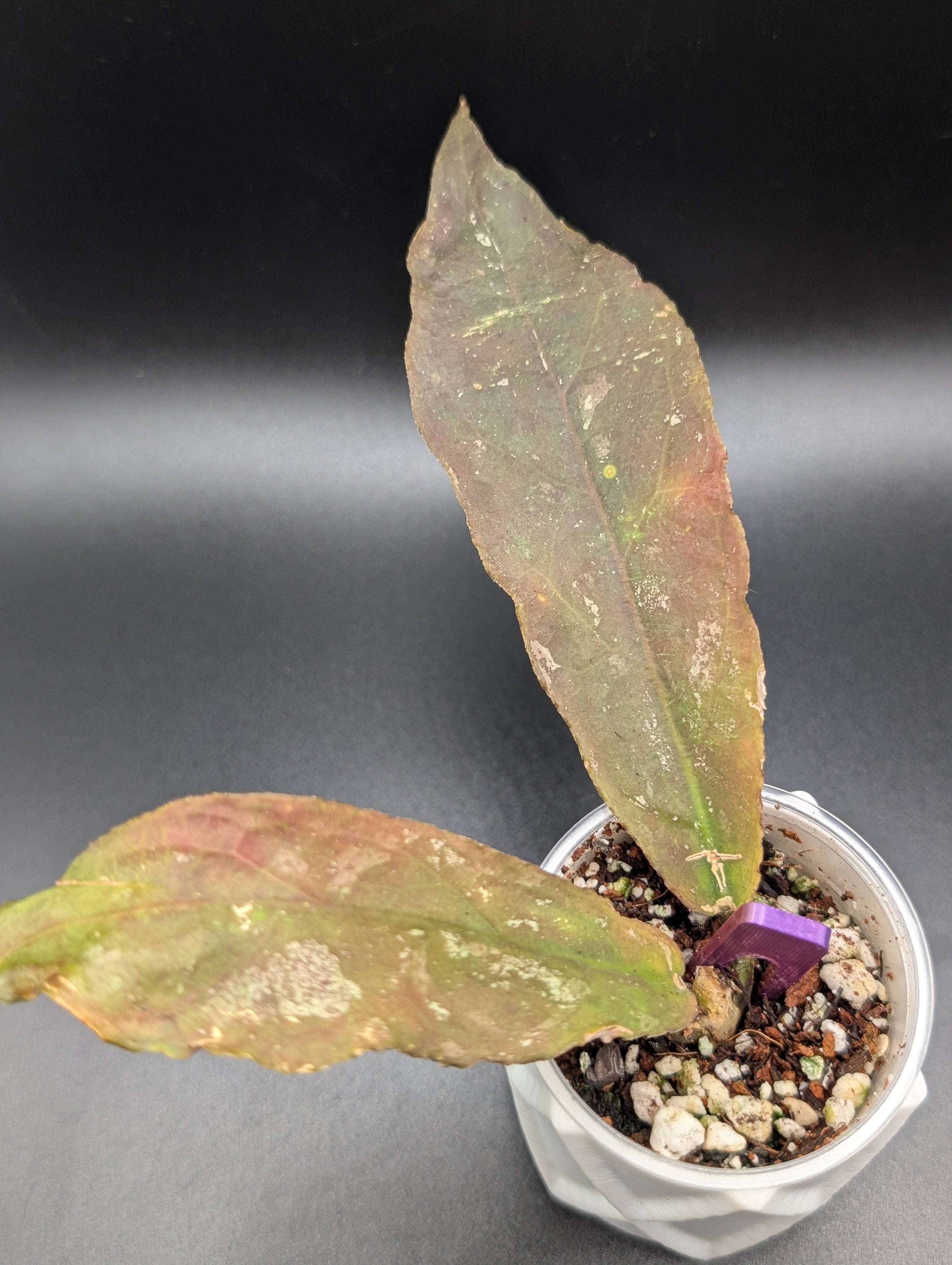 Hoya Undulata Splash (Red)