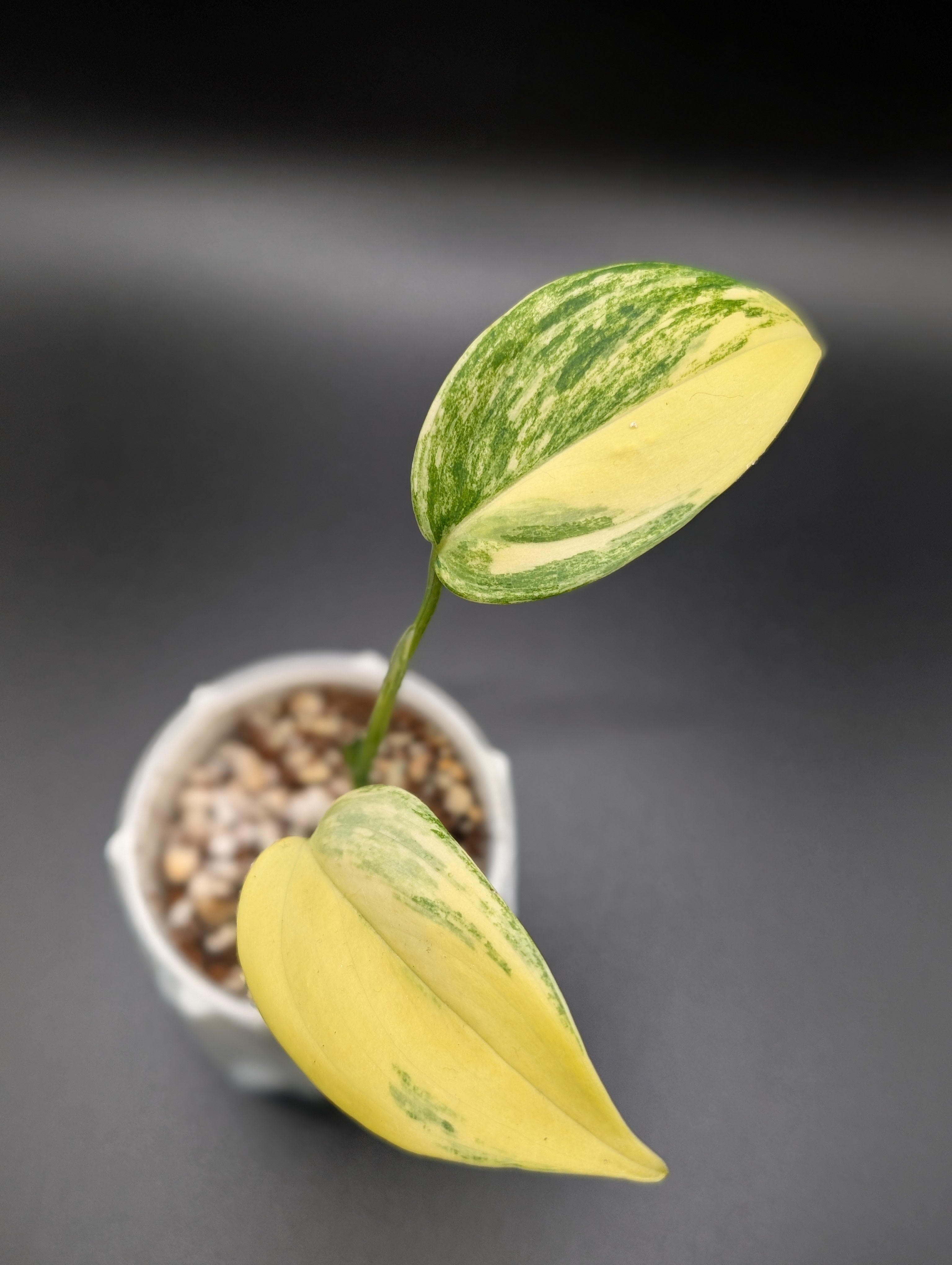 Scindapsus Treubii Moonlight Aurea