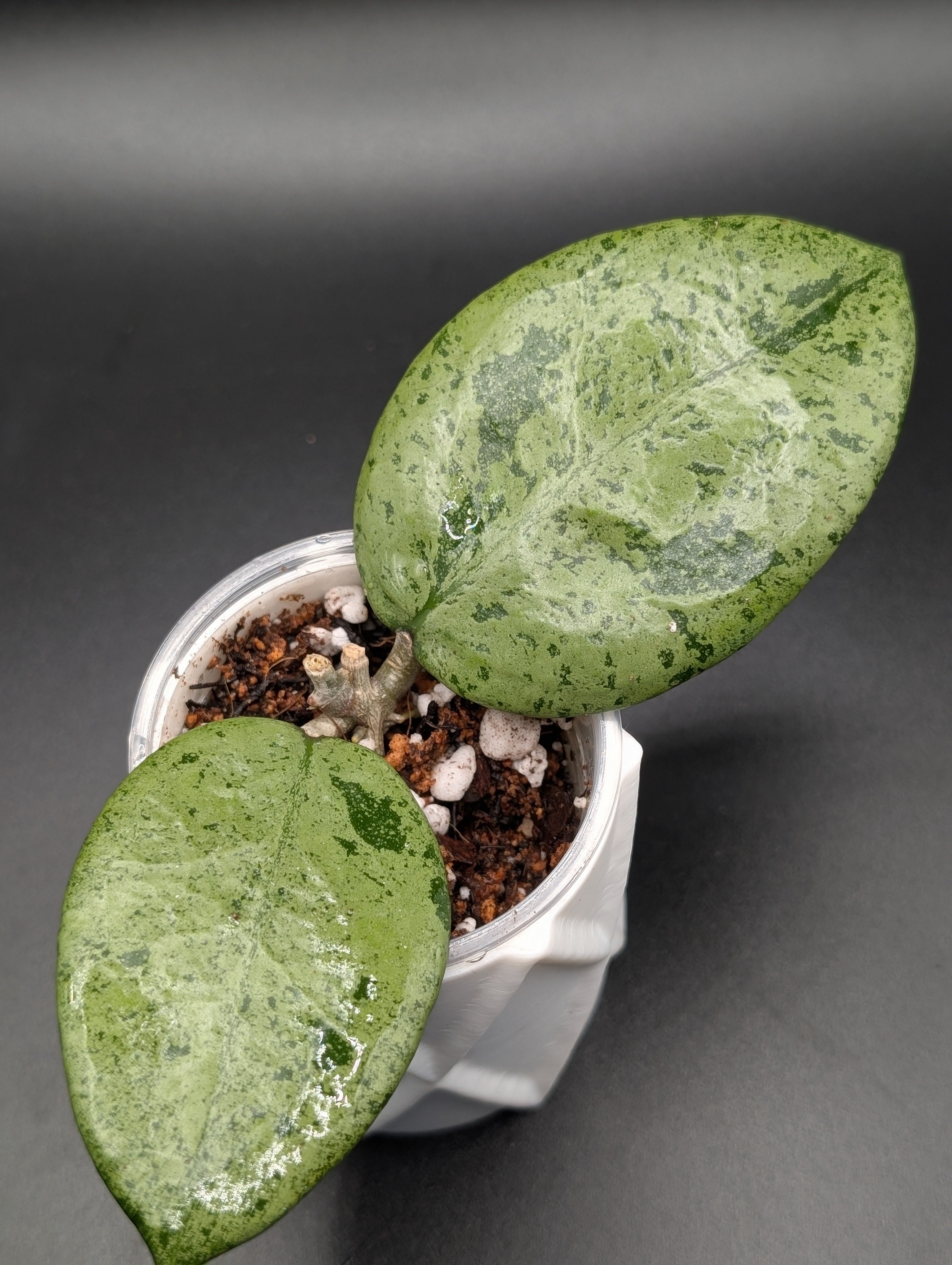 Hoya Verticillata Pemalang Silver