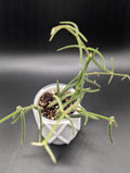 Hoya Linearis