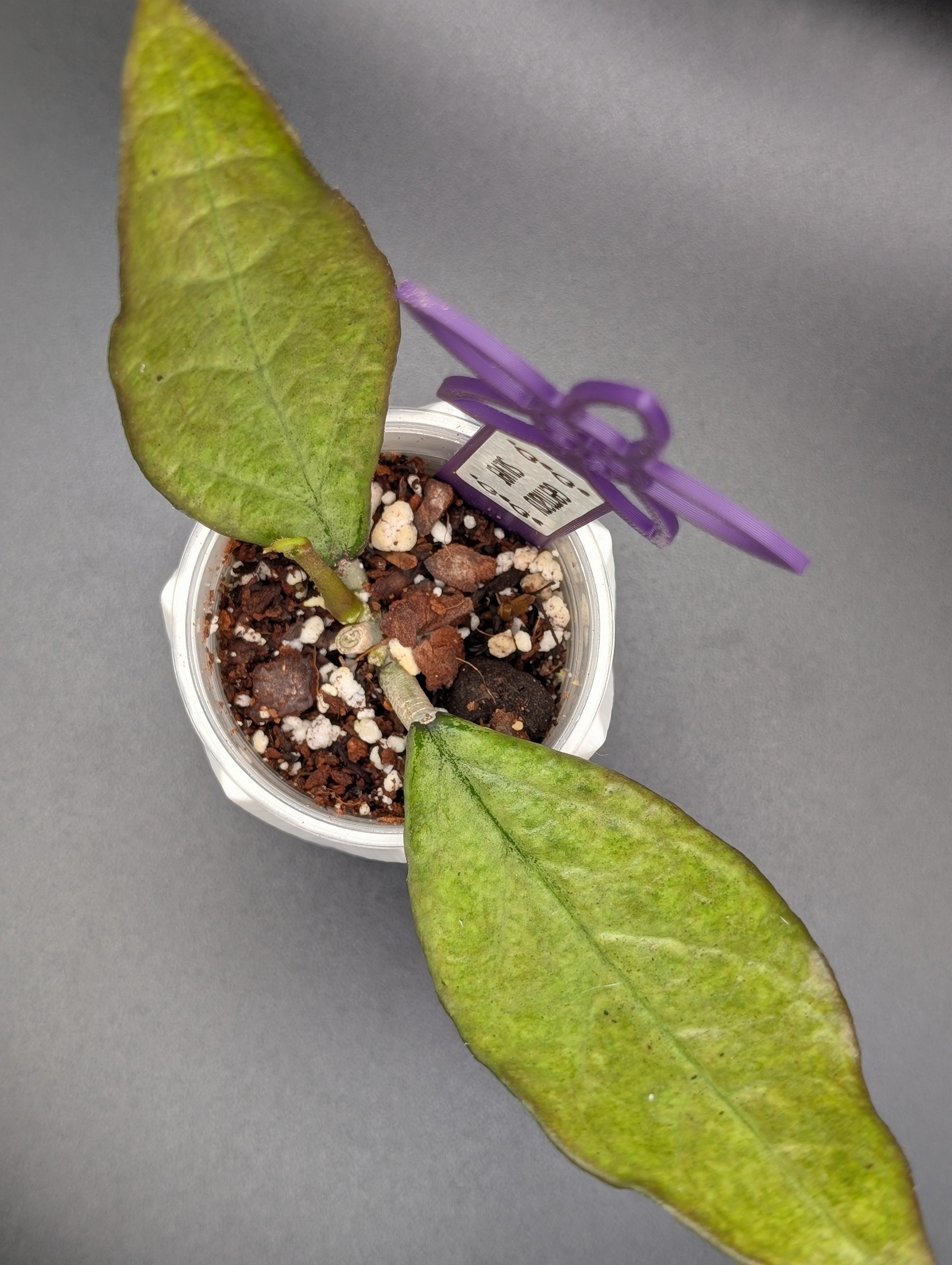 Hoya Germany Silver