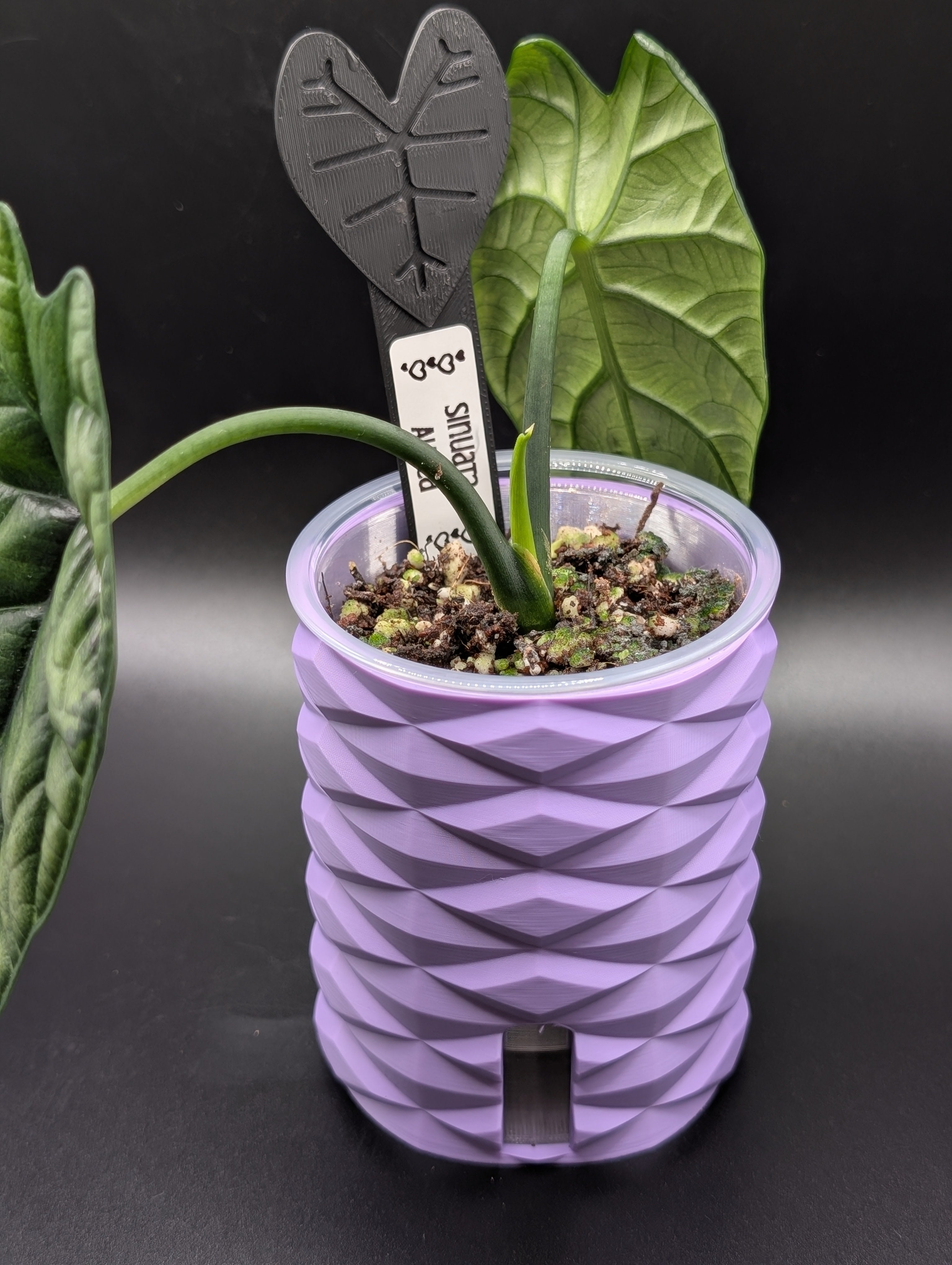 'Diamonds Aren't Forever' Self-Watering Pot