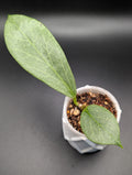 Hoya Cryptic Chrome