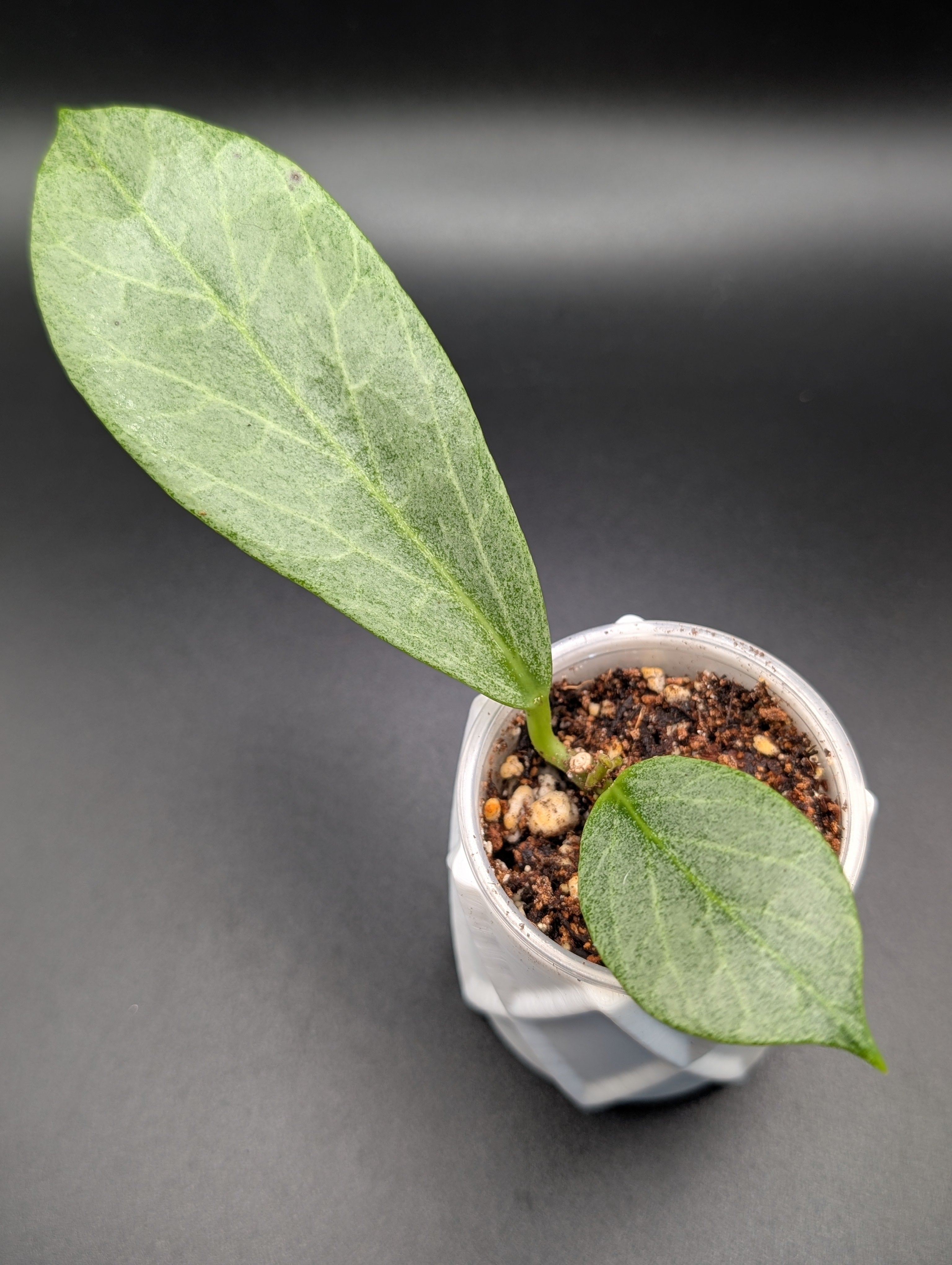 Hoya Cryptic Chrome