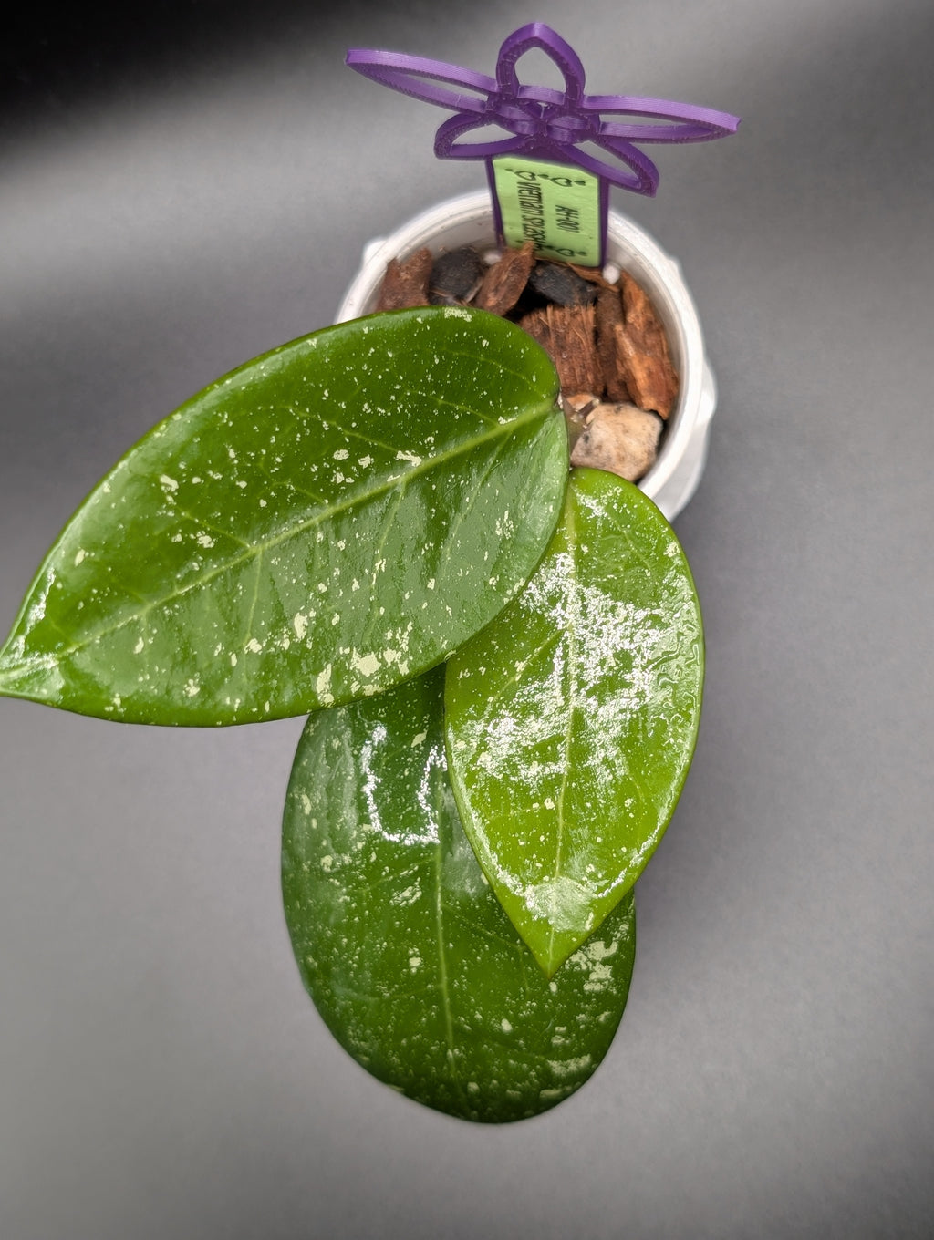 Hoya sp. Vietnam (splash) AH-001