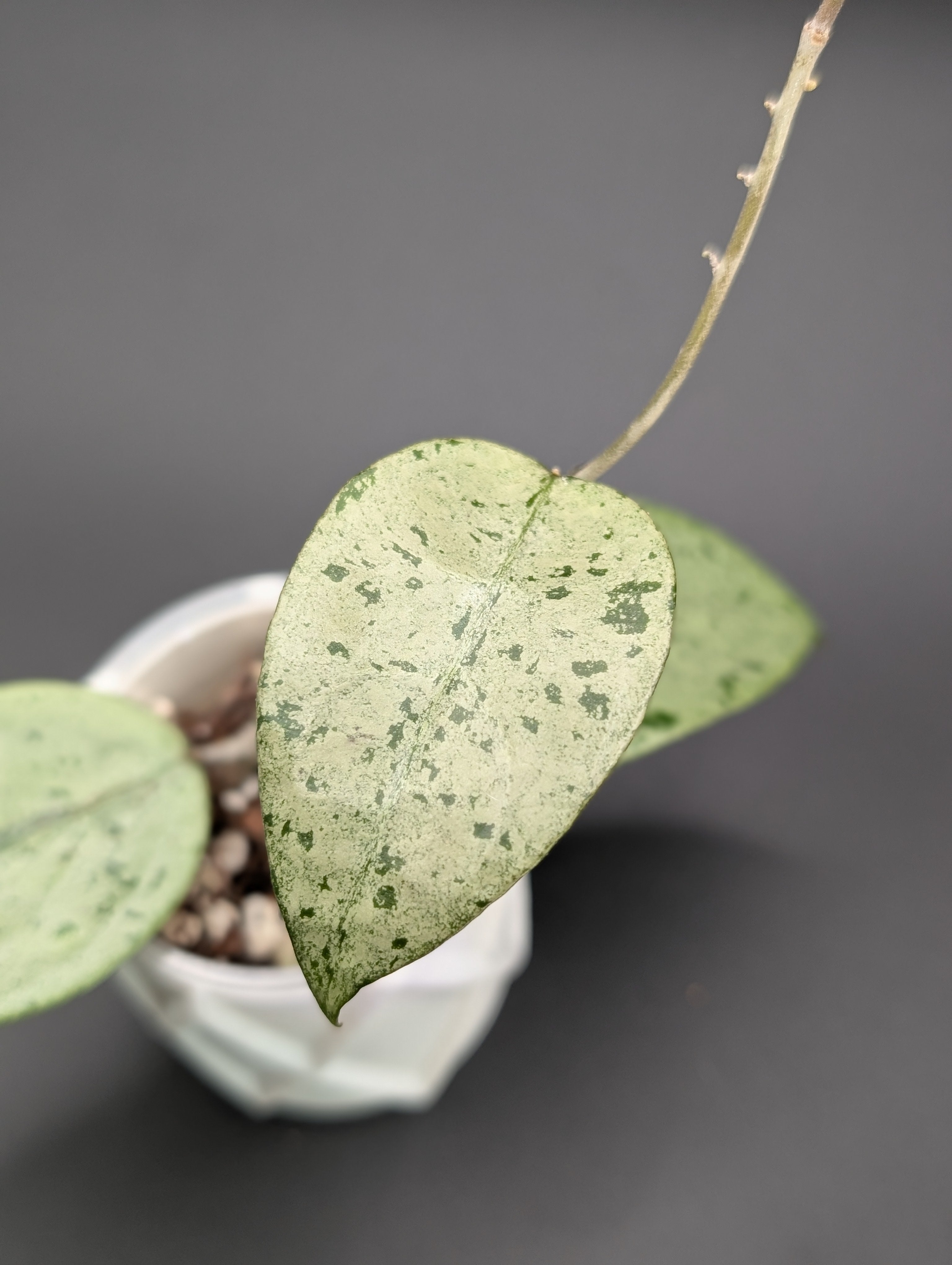 Hoya EX01 Silver