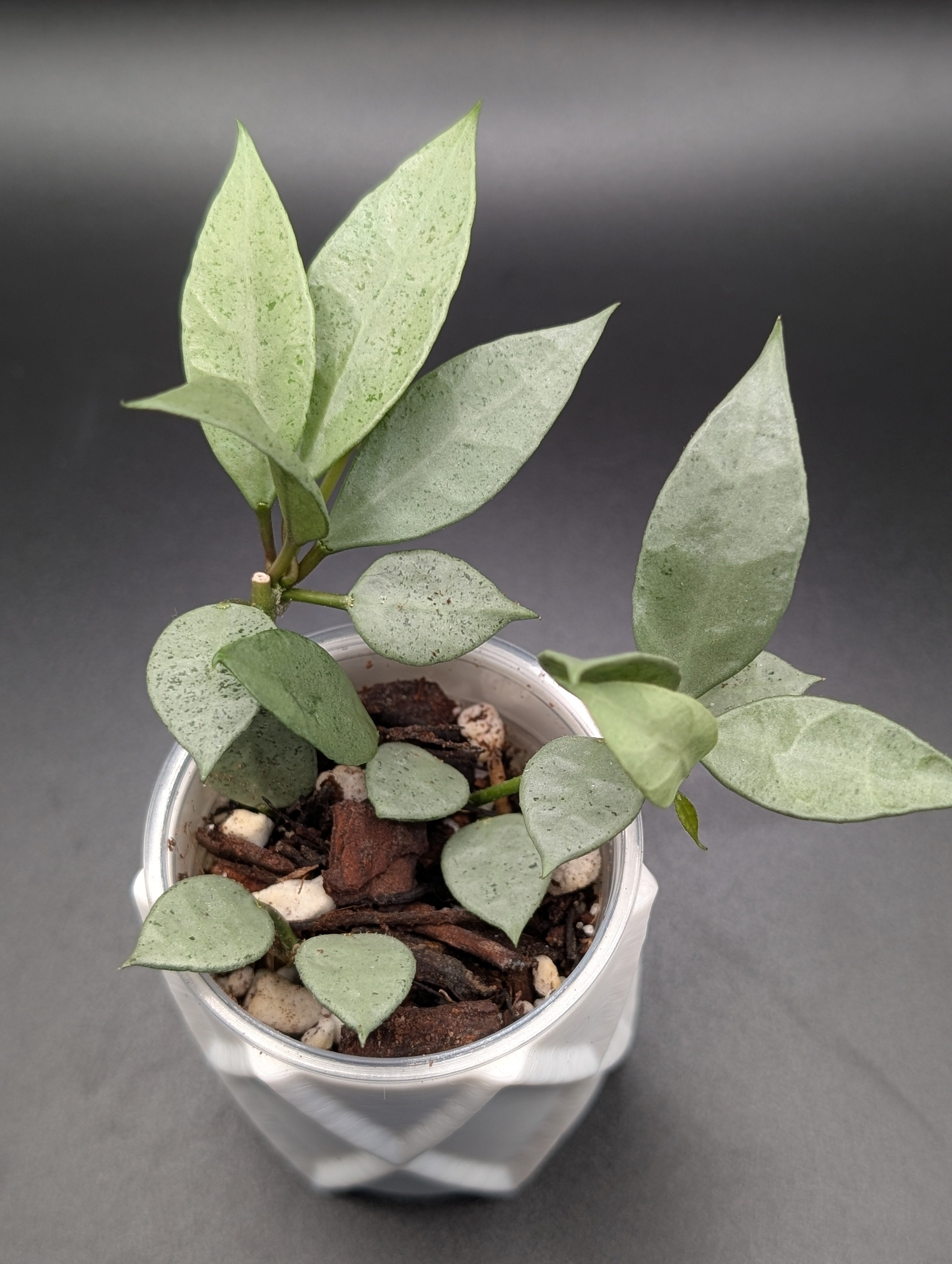 Hoya Lacunosa Moonlight