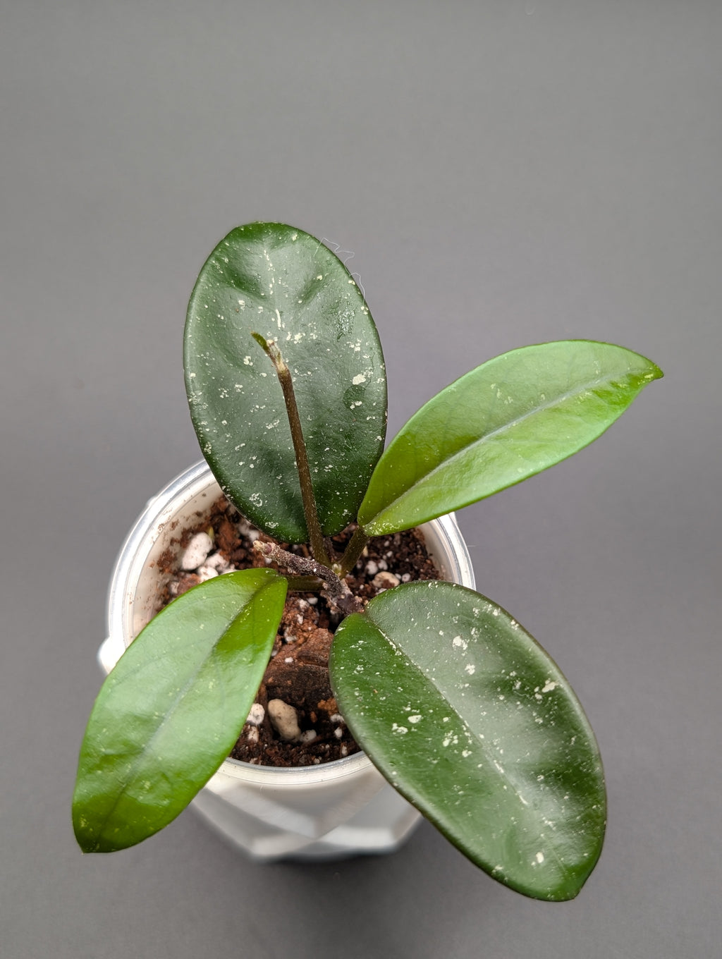 Hoya SMS Crystal