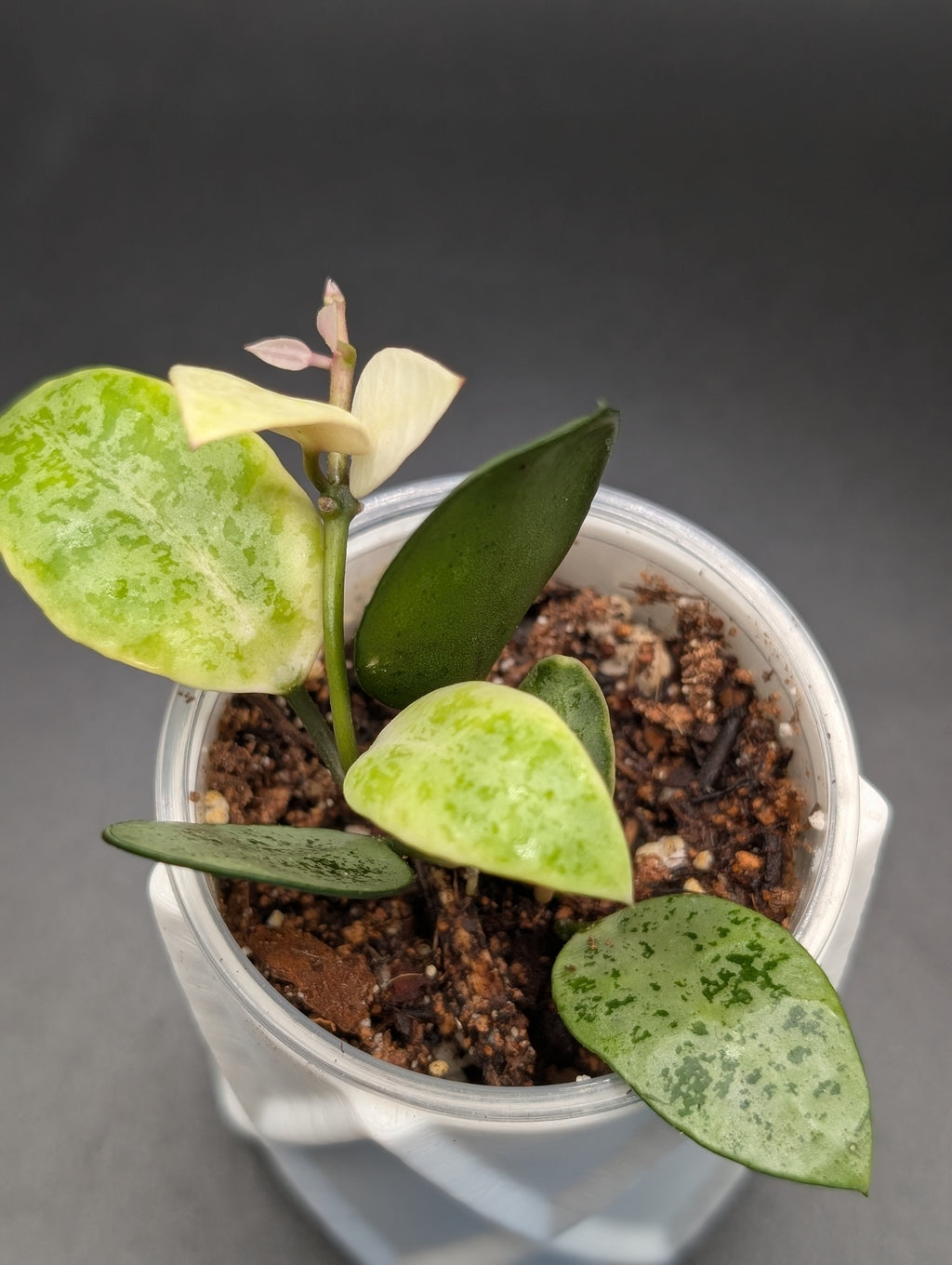Hoya Lacunosa Gayung