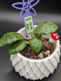Hoya Phu Yen Splash