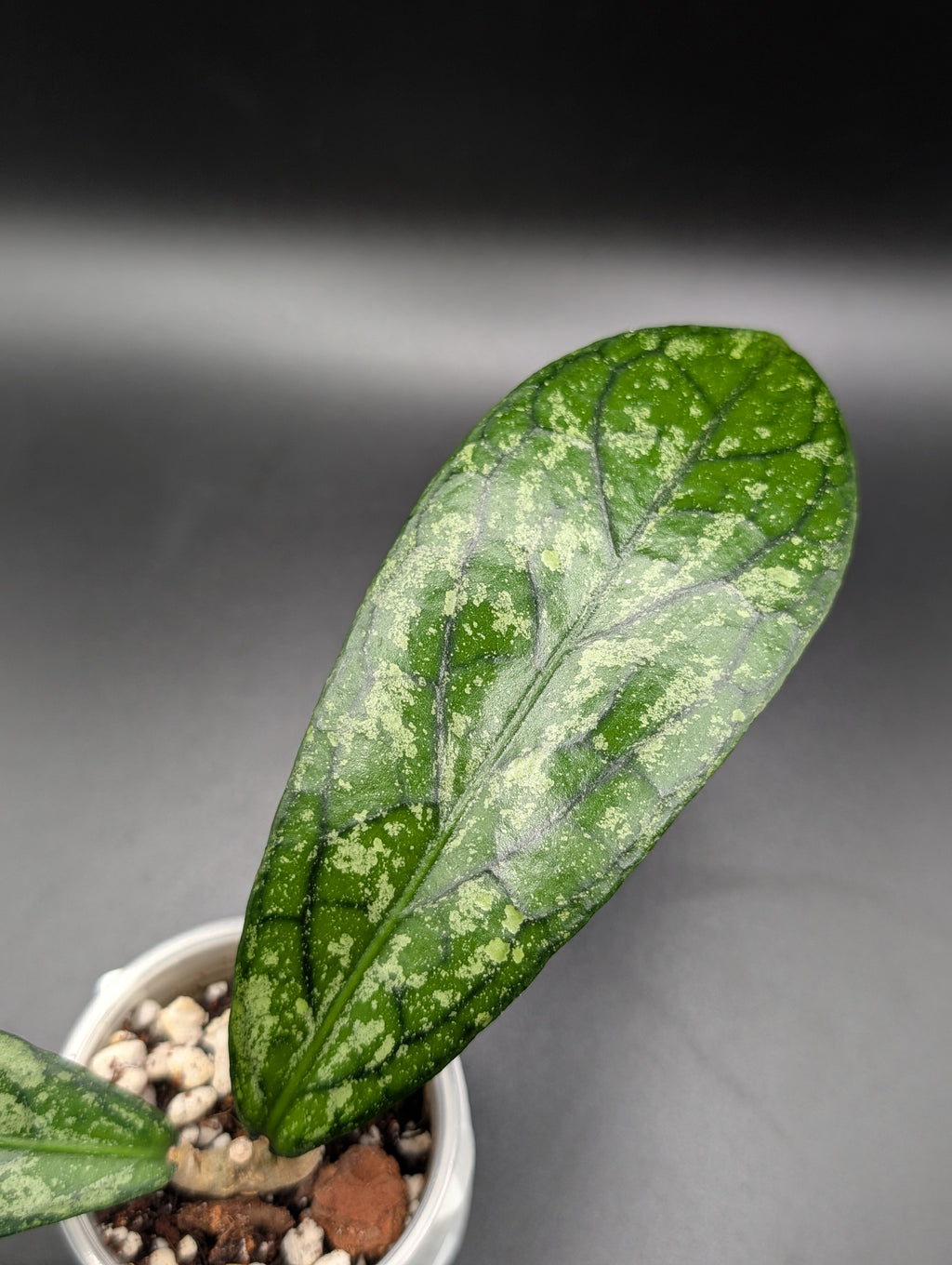 Hoya Tanggamus Splash