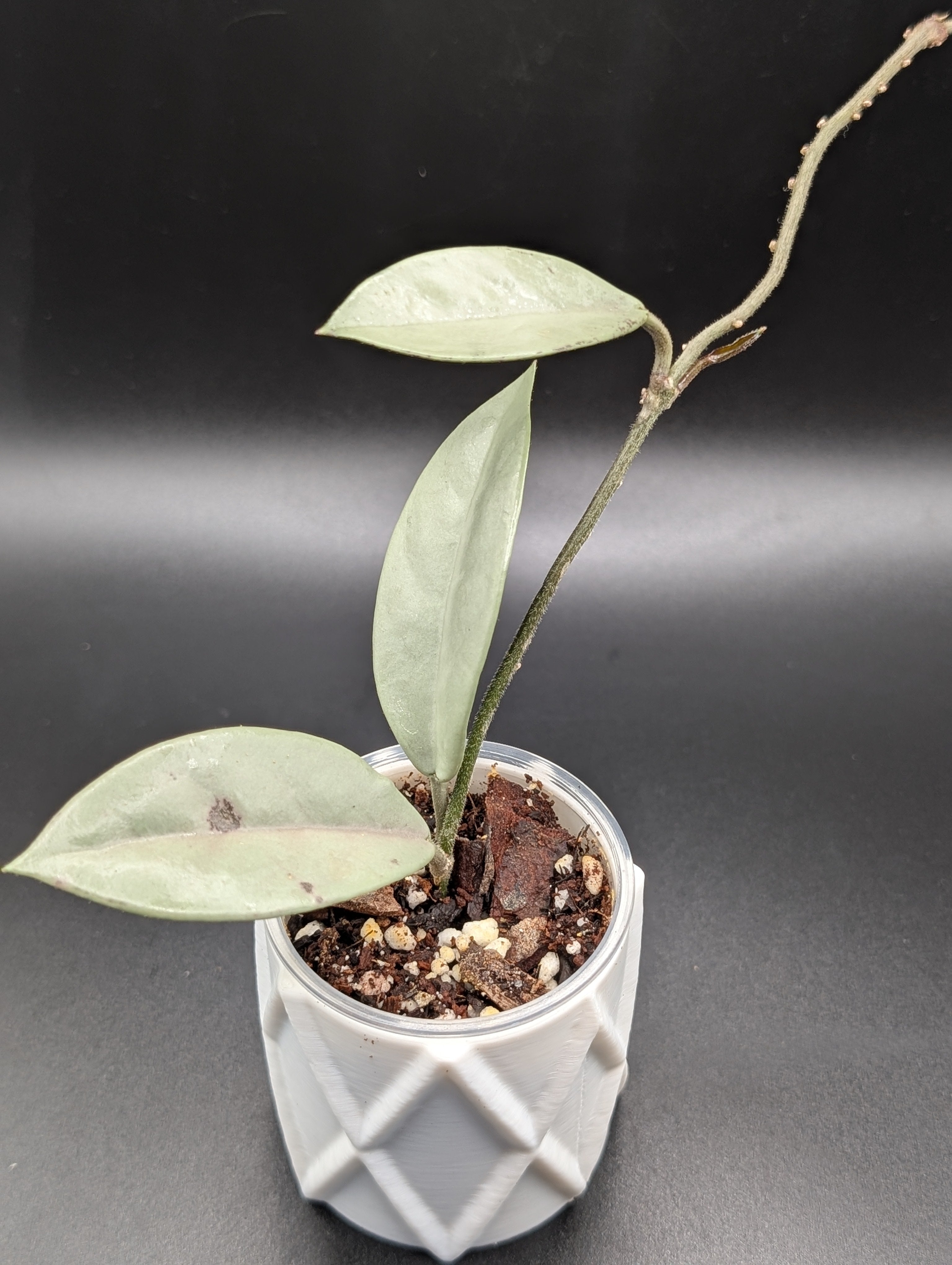Hoya Wilbur Graves Silver