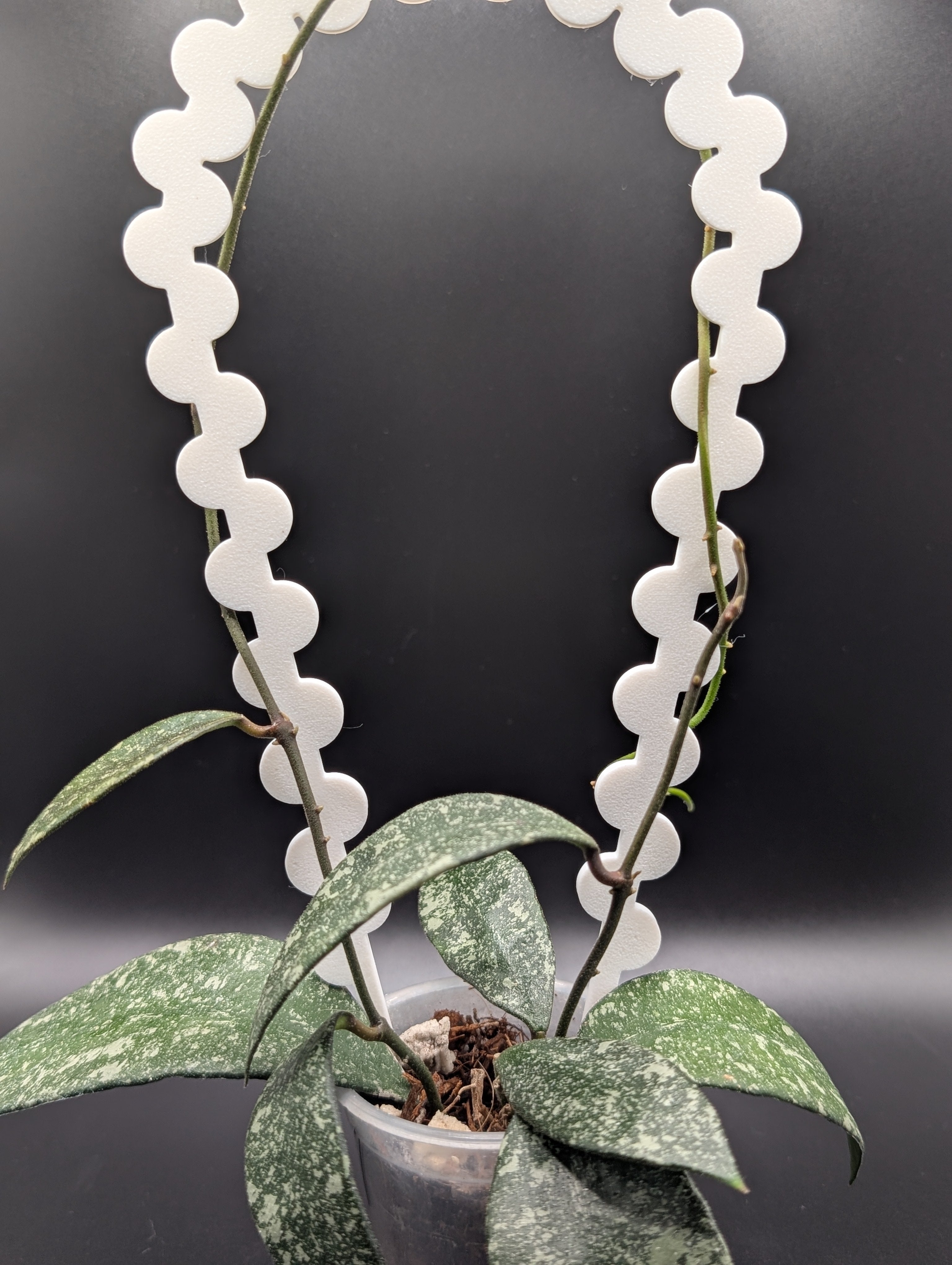 'Not Your Basic' Arch Trellis