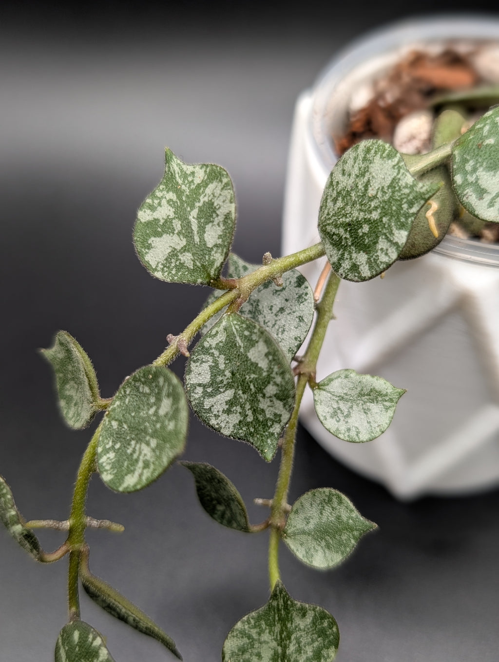 Hoya Curtisii Silver