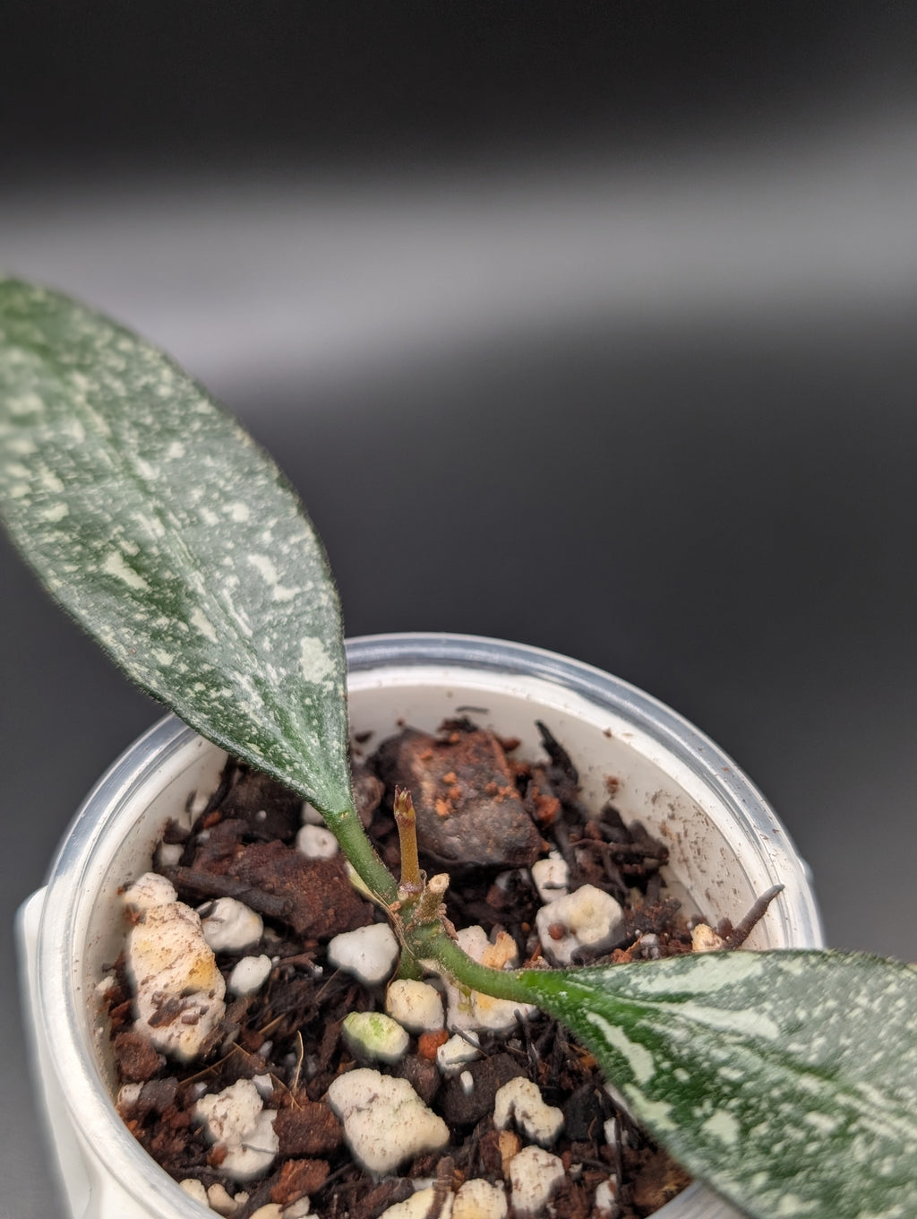 Hoya Rosita Silver