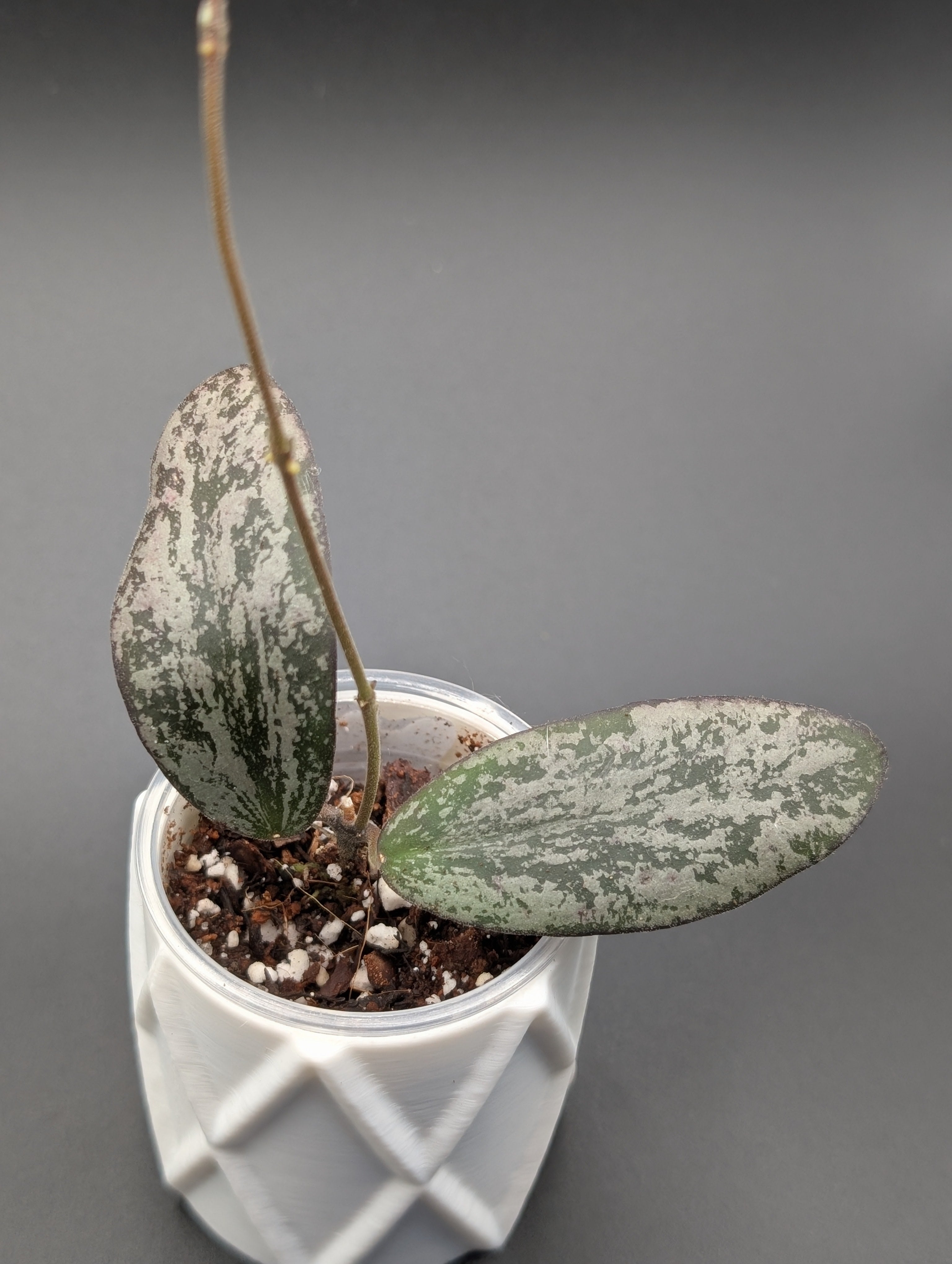 Hoya Sigillatis Silver