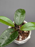 Hoya SMS Crystal