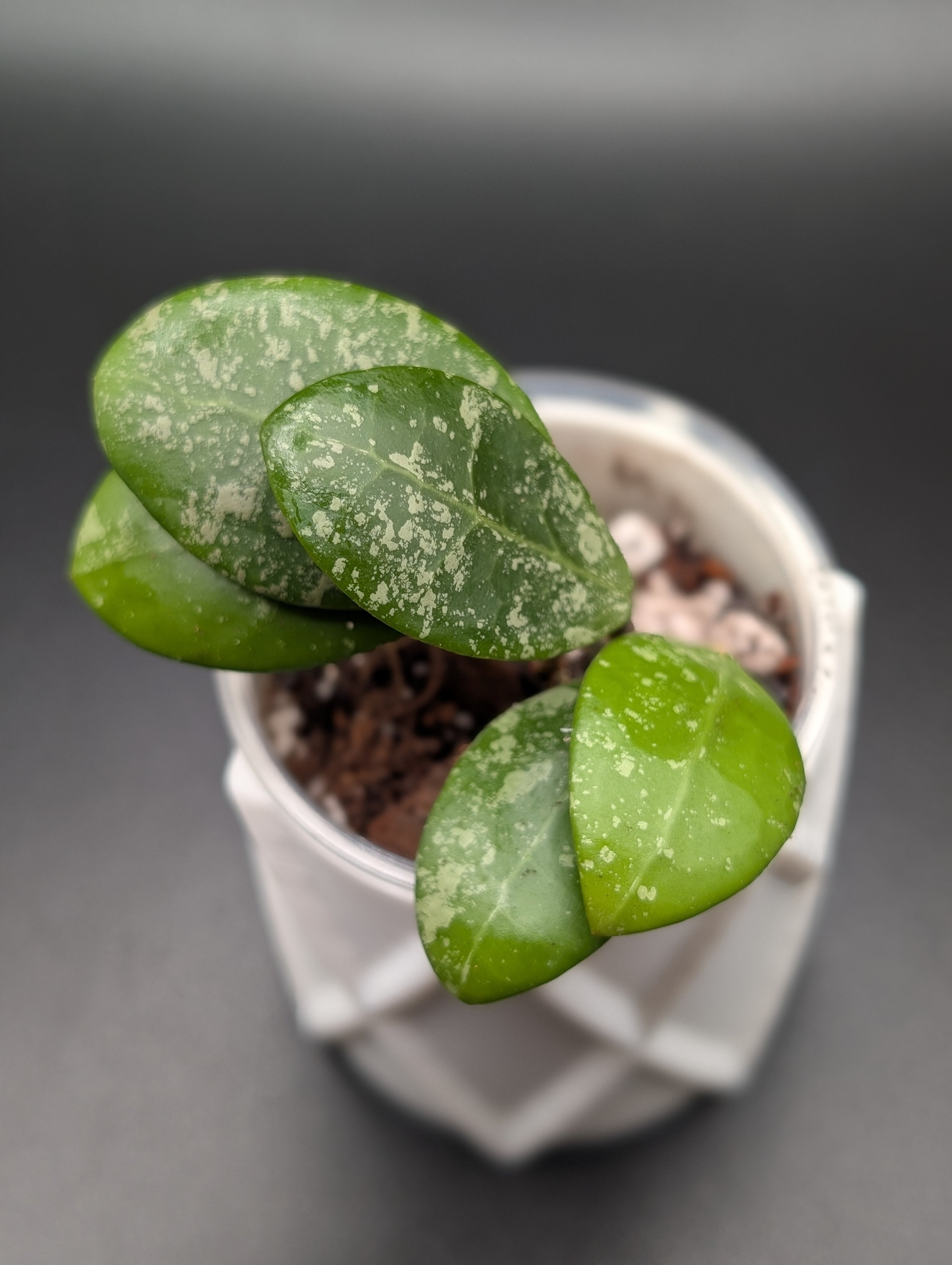 Hoya Phu Yen Splash