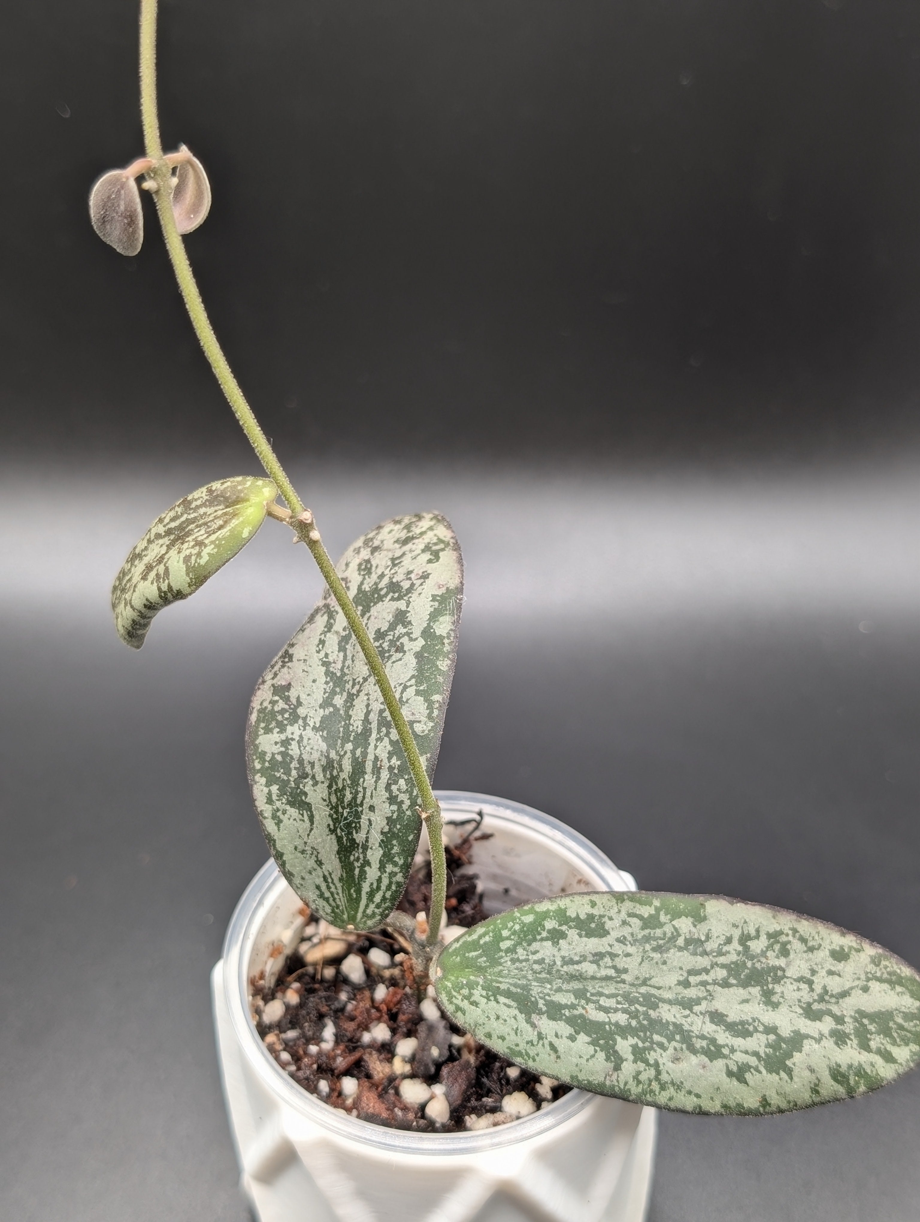 Hoya Sigillatis Silver