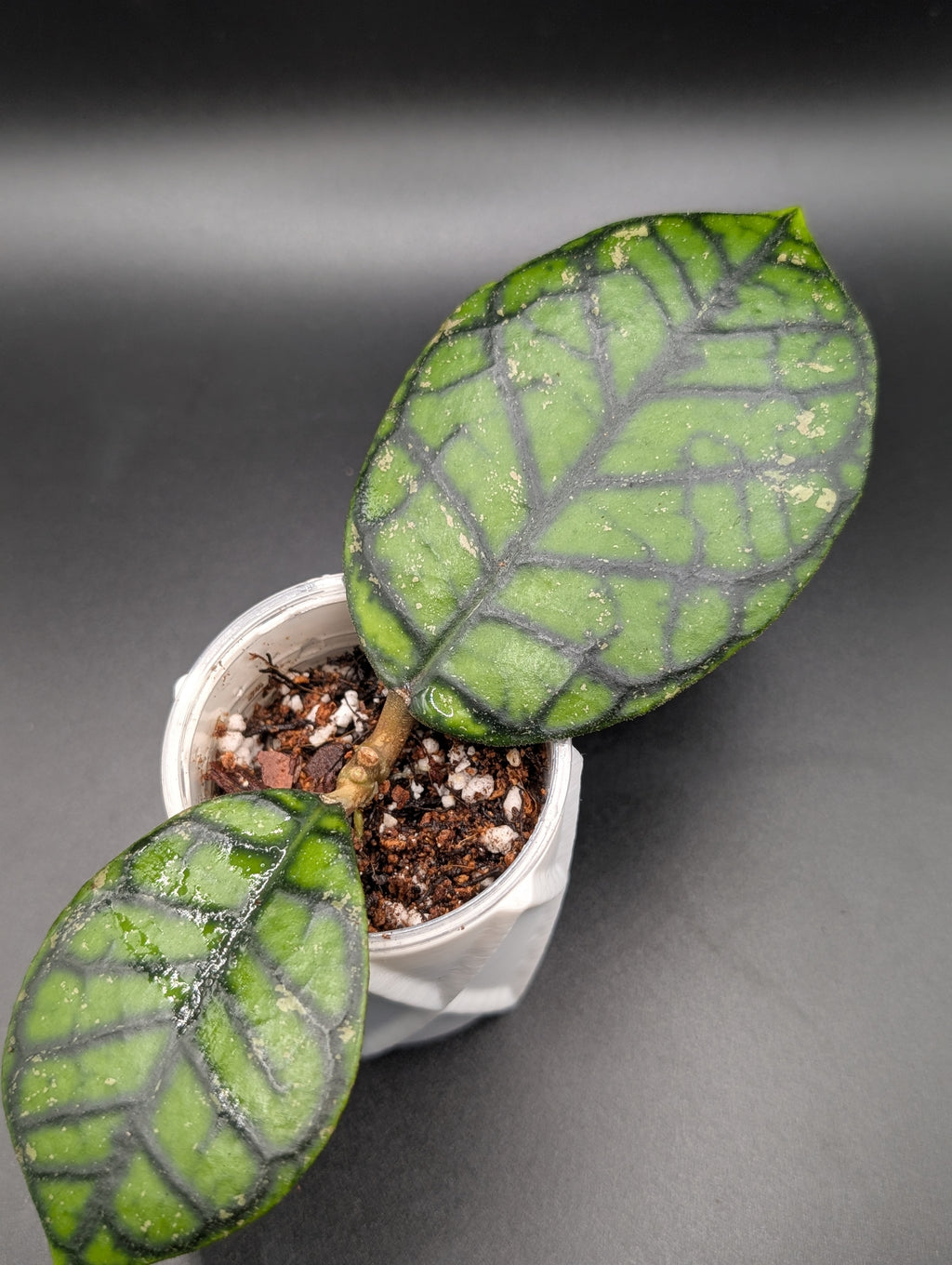 Hoya Callistophylla 'Chibi'