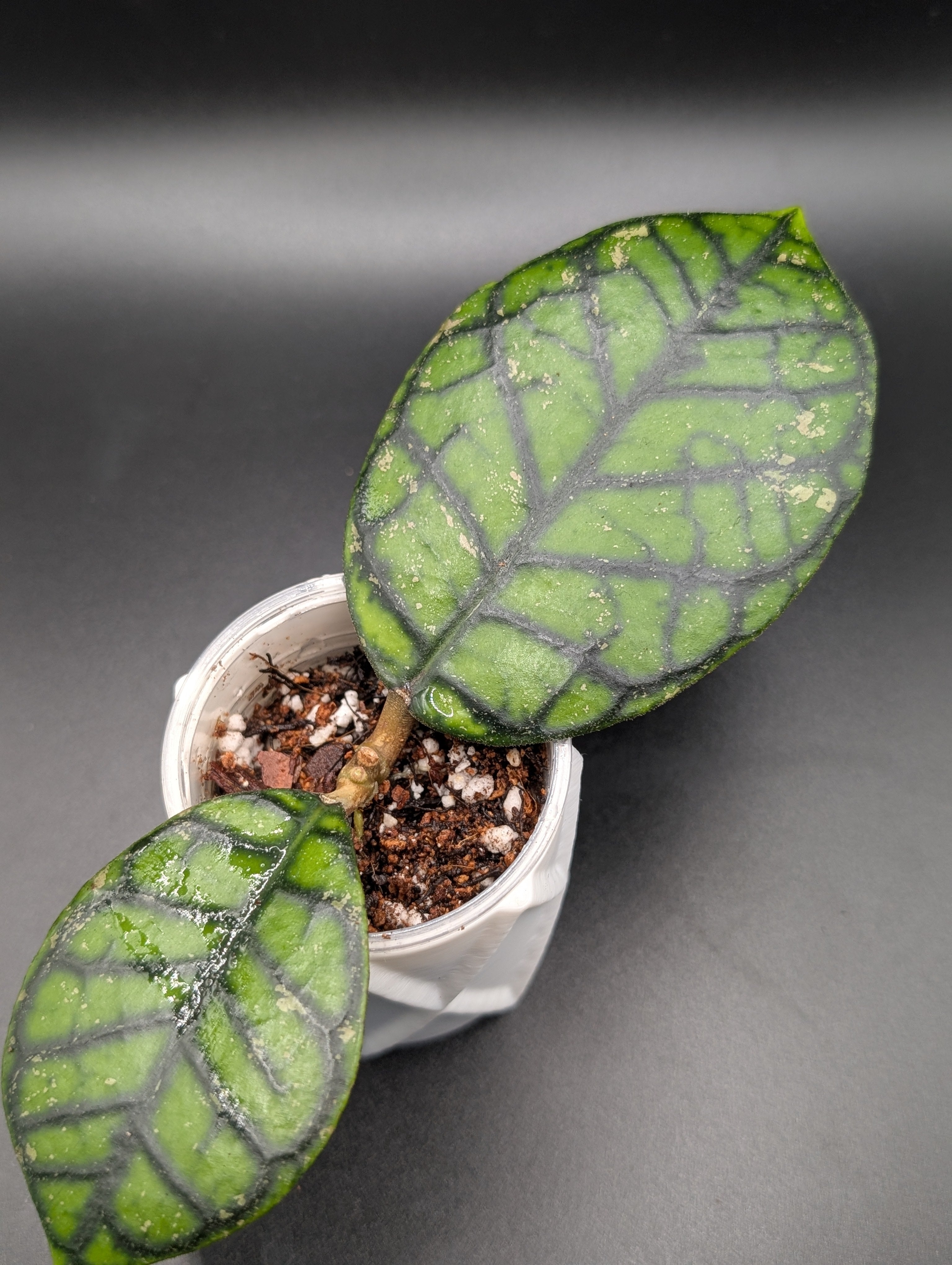 Hoya Callistophylla 'Chibi'