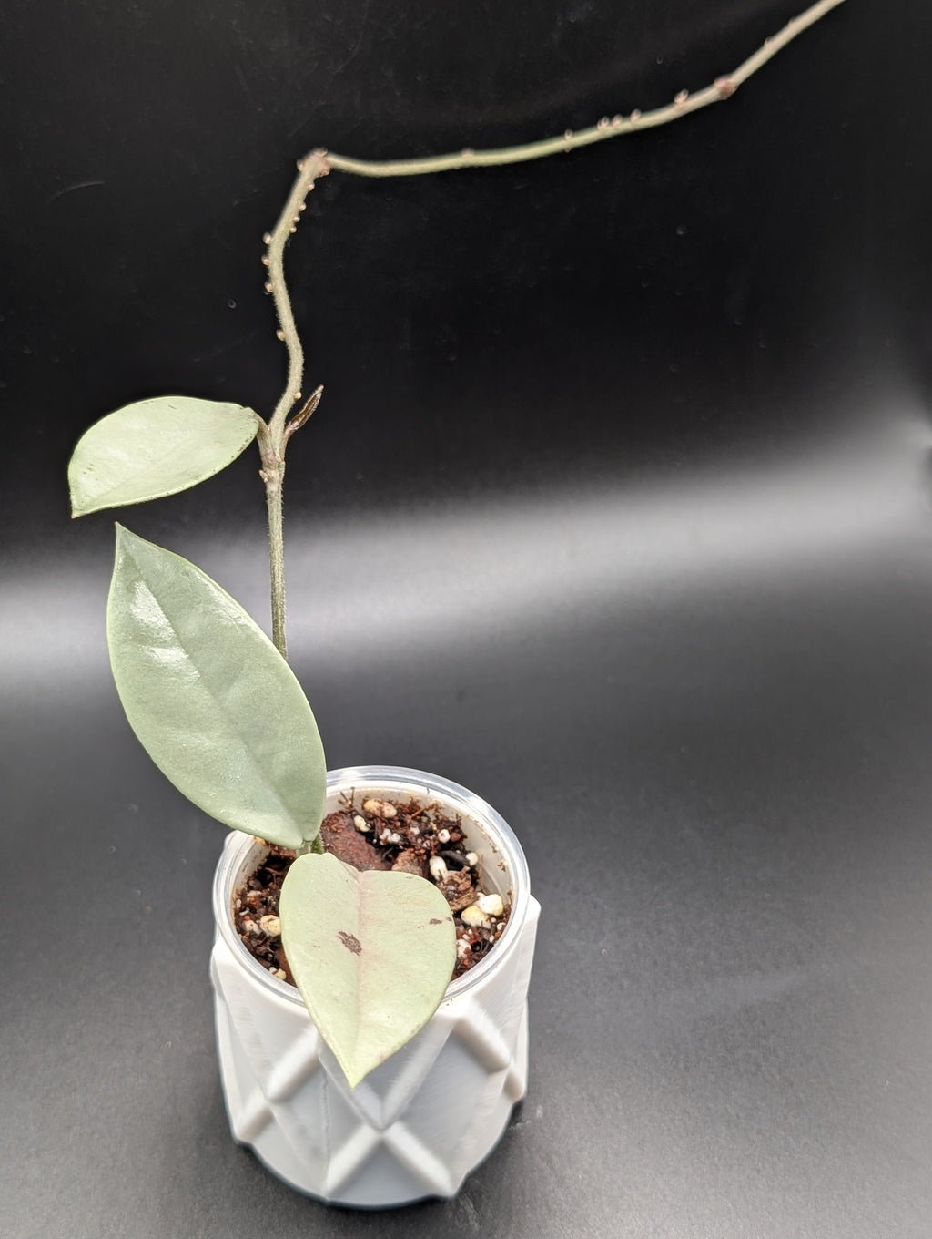 Hoya Wilbur Graves Silver