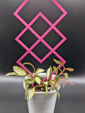 Geometric Trellis
