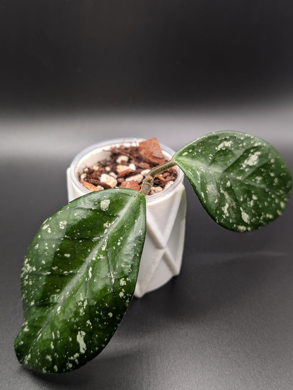Hoya Carnosa 'Freckles'