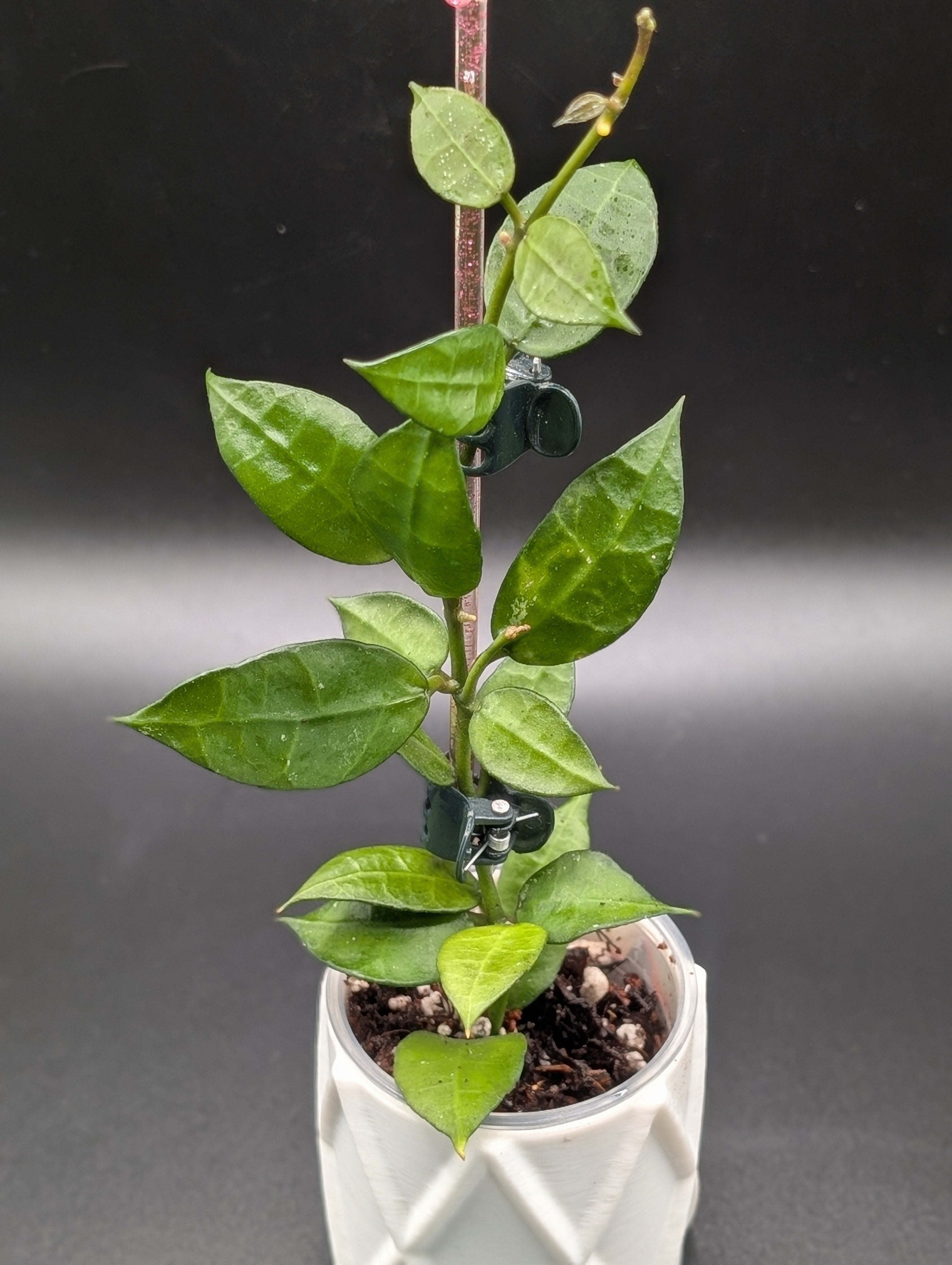 Hoya Lacunosa x Sunrise (UPT 007)