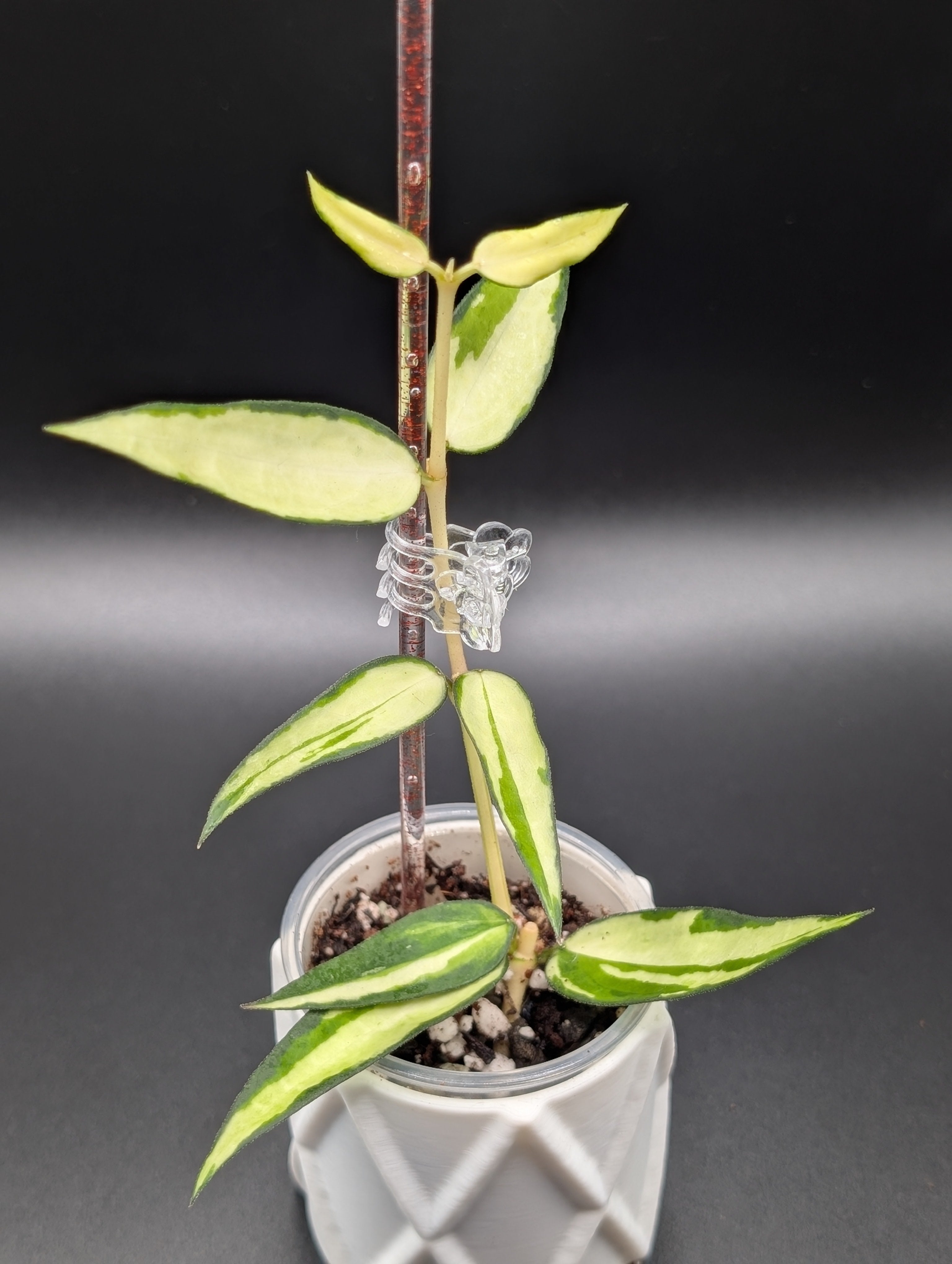 Hoya Burmanica Variegated