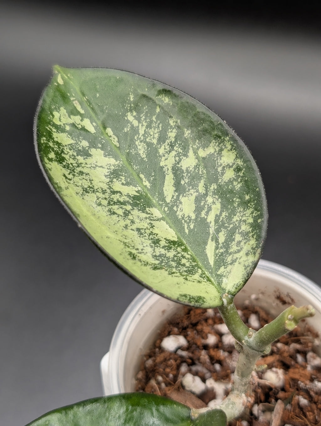 Hoya Patcharawalai 023 Splash