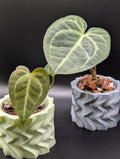 'Stay Trippy' Planter
