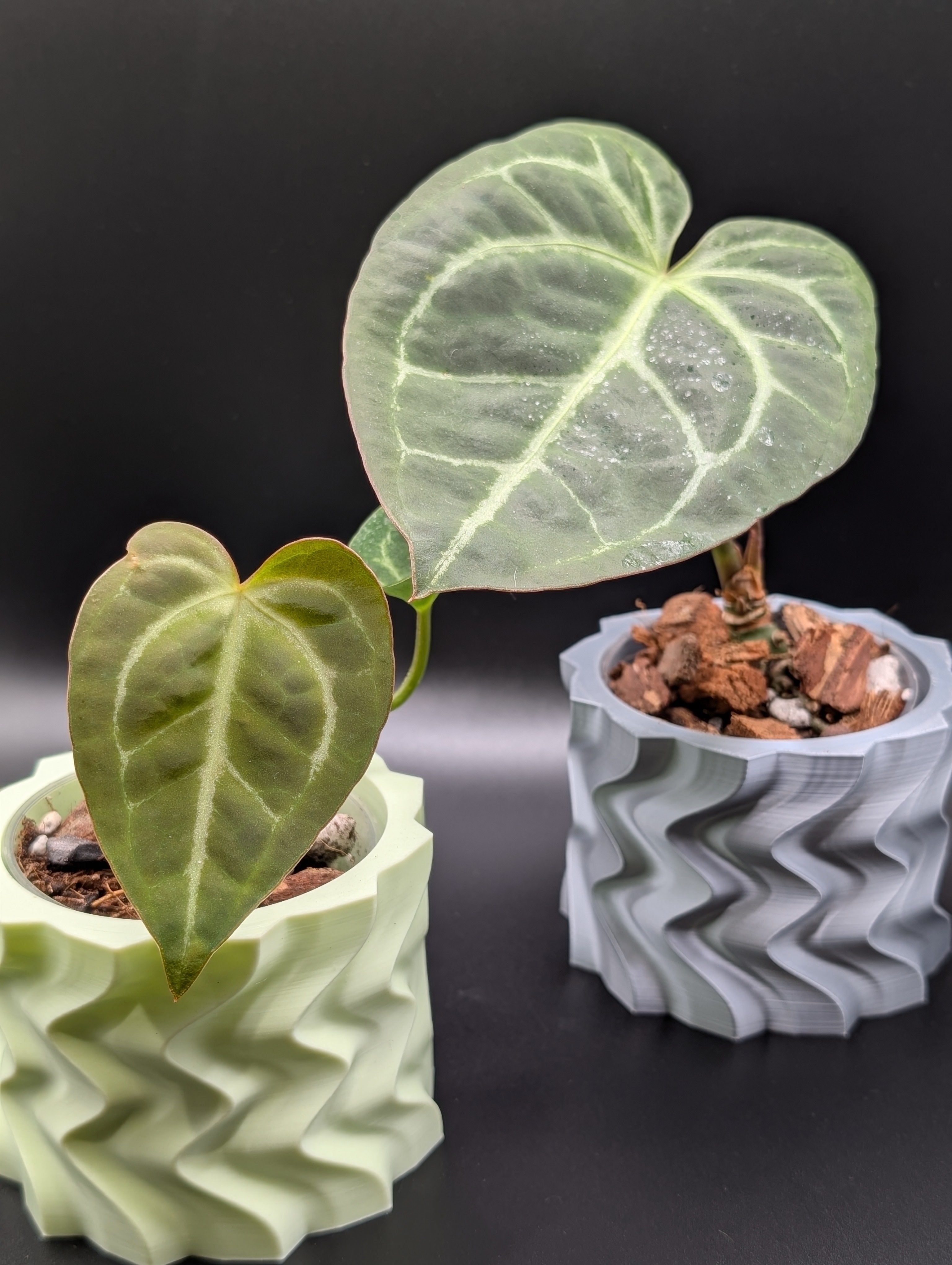 'Stay Trippy' Planter