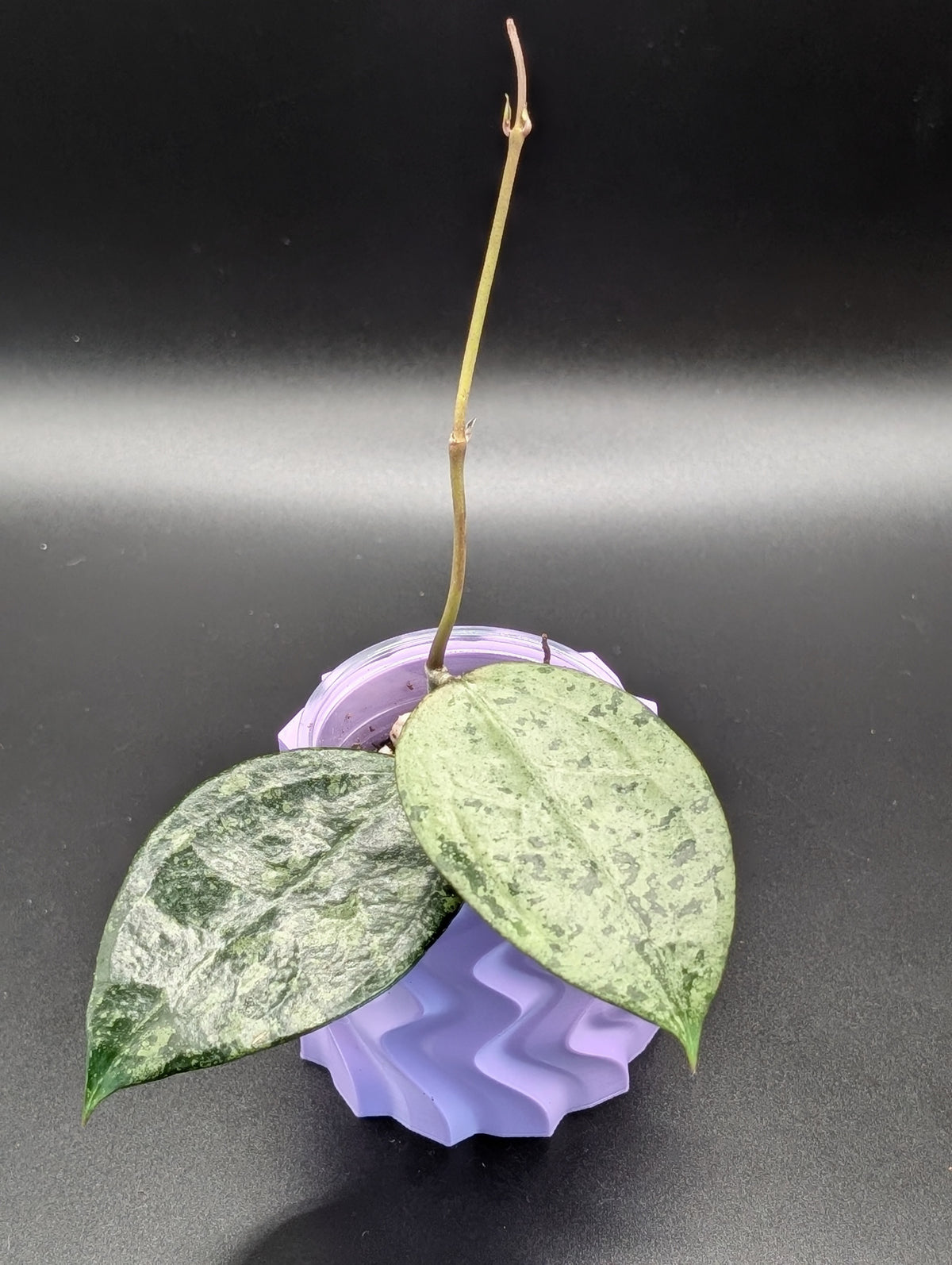 Hoya EX-01 Silver