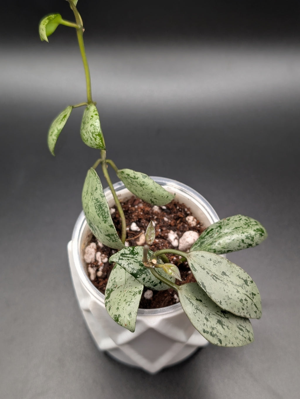 Hoya Lacunosa Sulcata