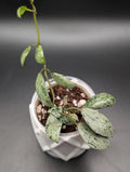 Hoya Lacunosa Sulcata